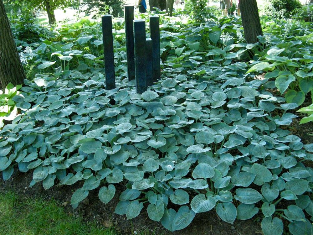 Colossal Blue Hosta Dormant Bare Root Shade Loving Perennial Plant, 1-Pack