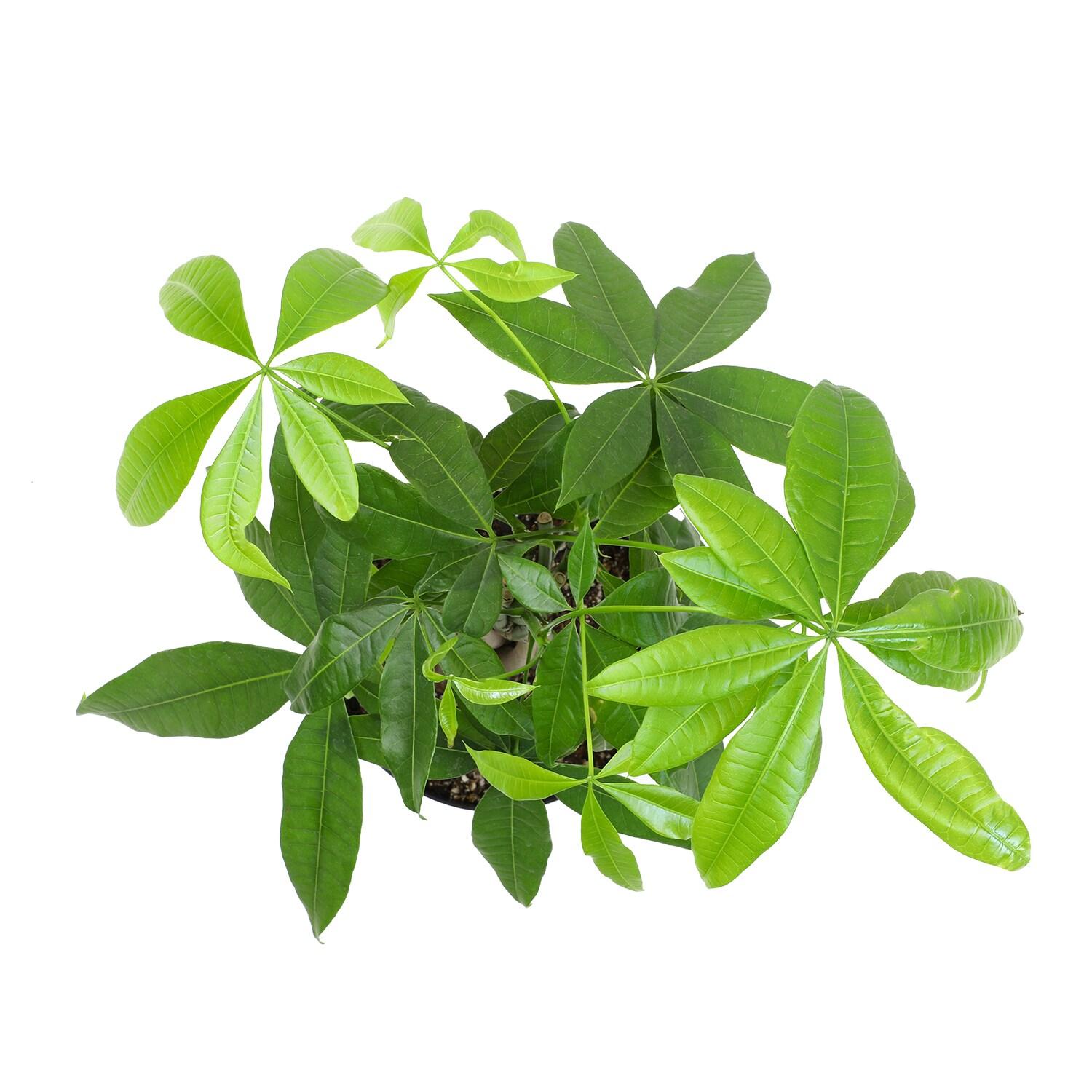 6in Money Tree Plant in Plastic Nursery Pot