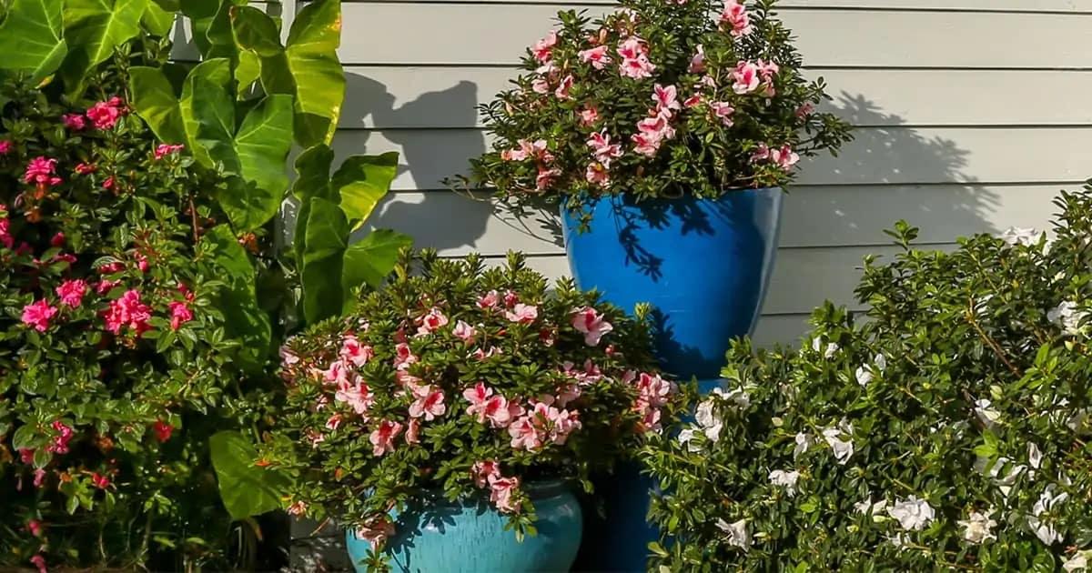 Encore Azalea 1 Gallon Autum Chiffon Encore Azalea Live Low Maintenance Plant