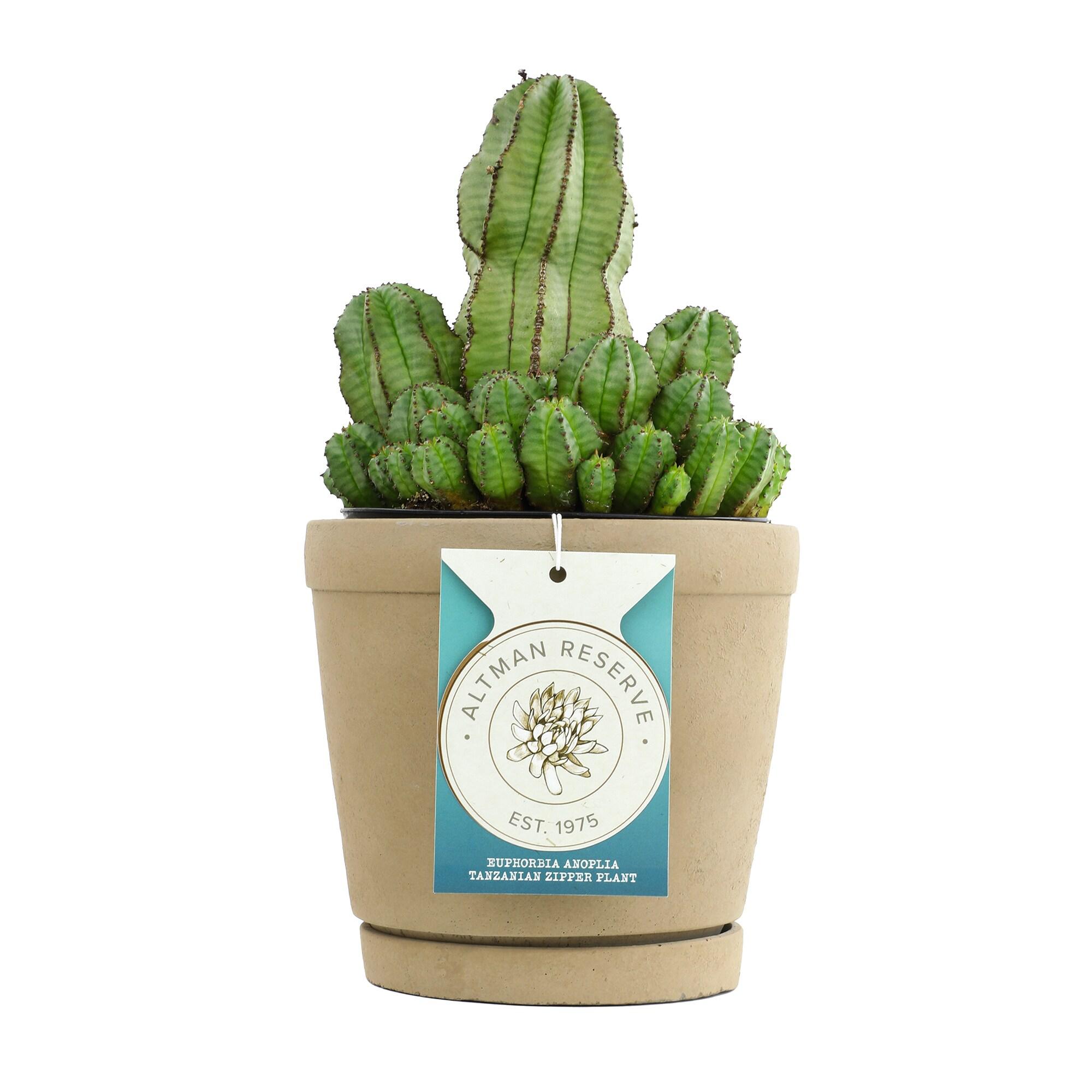 Altman Plants Tanzanian Zipper Plant, Euphorbia Cactus | 6in Décor Pot, Filtered Sun, Exotic Plant