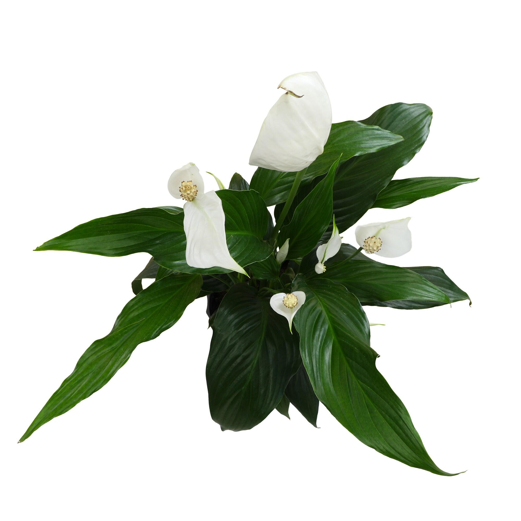 48-Inch White Peace Lily in Black Plastic Planter