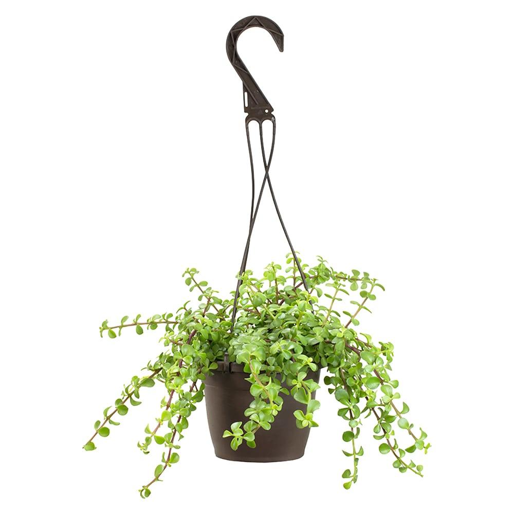 Element by Altman Portulacaria Pet Safe Succulent, 6" Easy Live Plant Hanging Basket, Direct Light