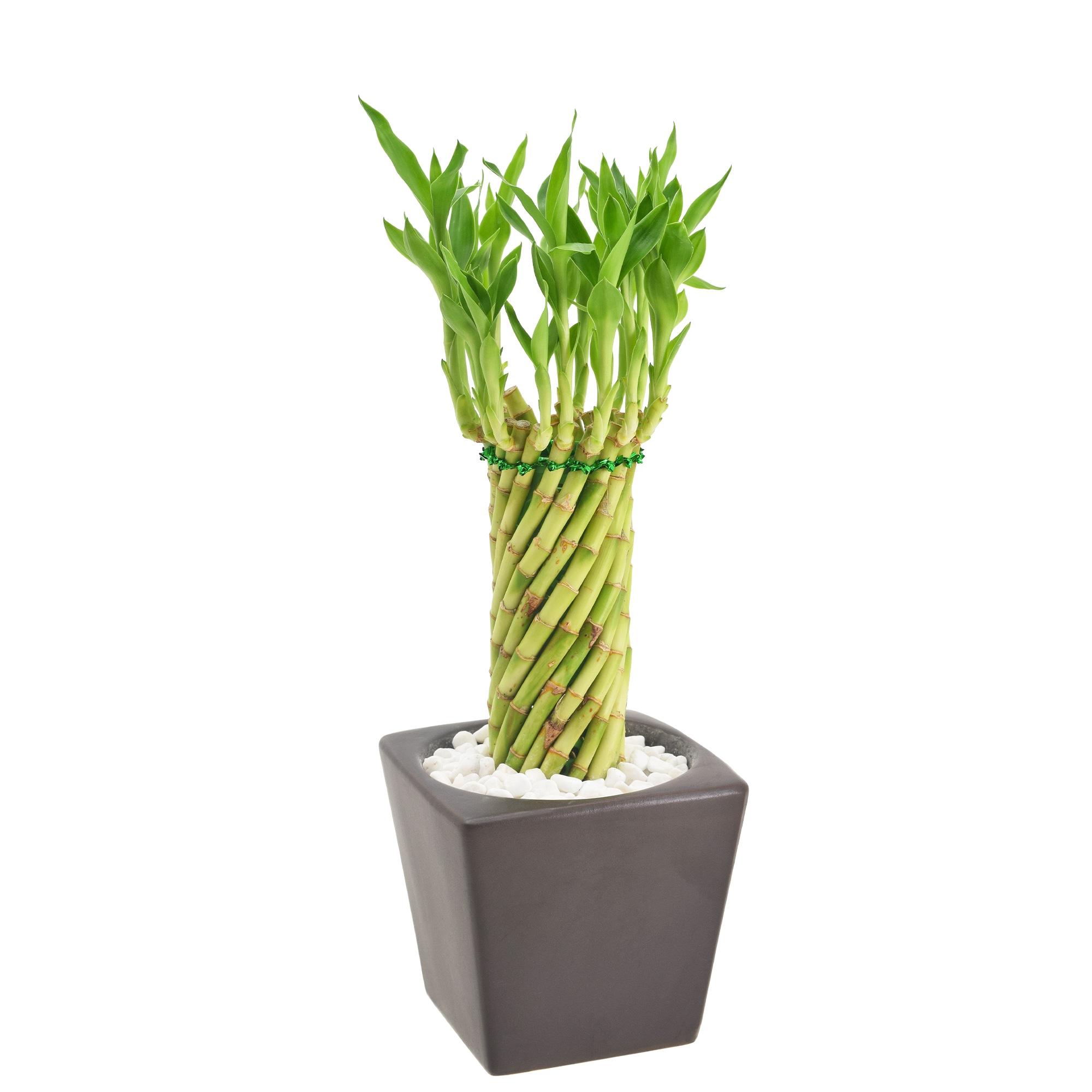 Arcadia Garden Products Carolina Live Bamboo Plant in Ceramic Planter