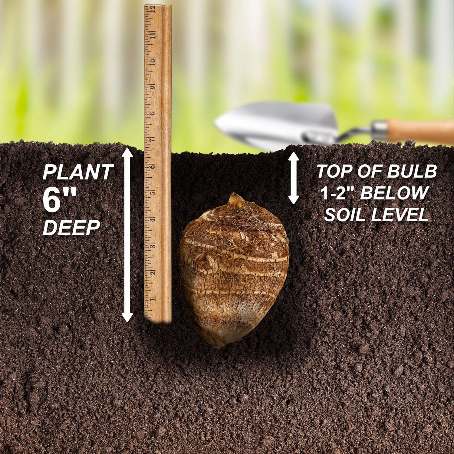 Garden State Bulb Colocasia Madeira Star Elephant Ear Bulbs, Spring Planting (Bag of 1)