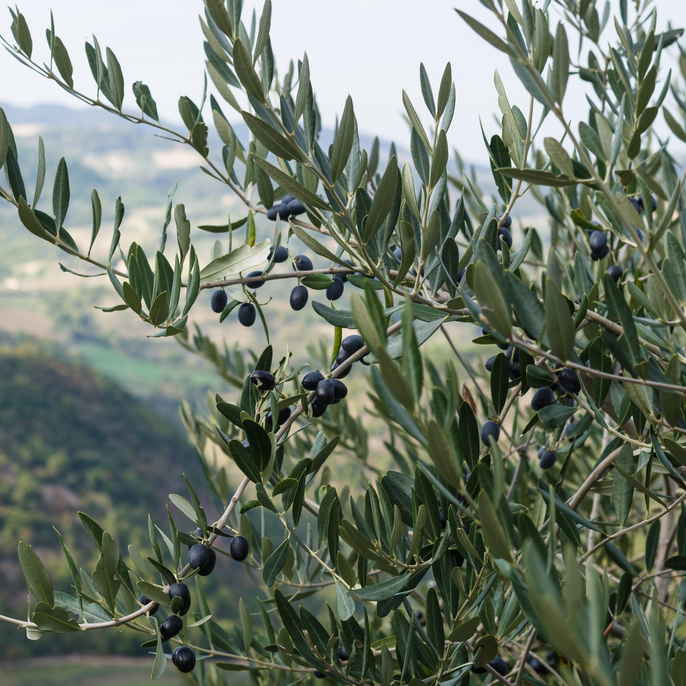 1G Live Olive Tree in Grower Container with Full sunlight - 1 Piece