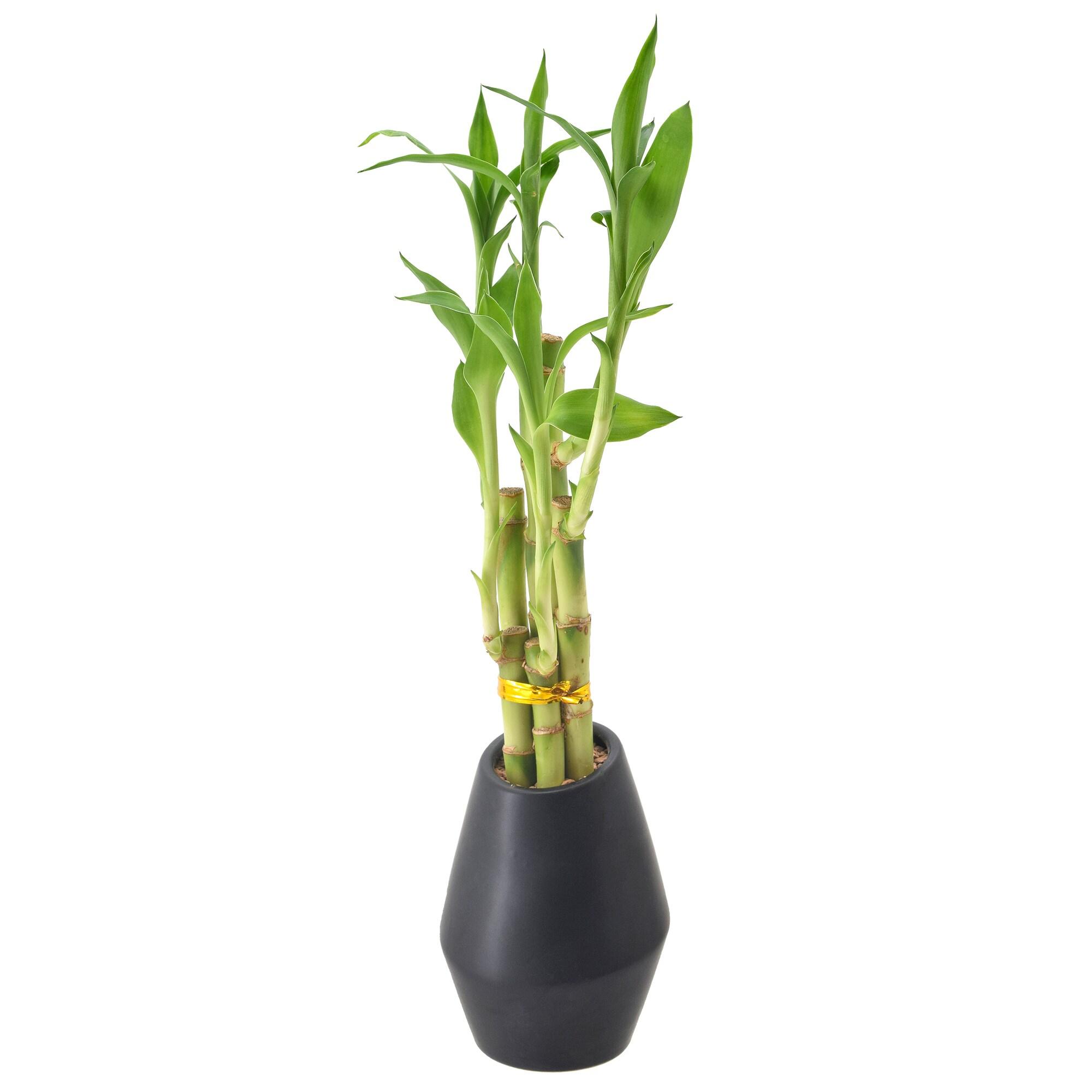 Arcadia Garden Products Live Bamboo Plant in Ceramic Pot