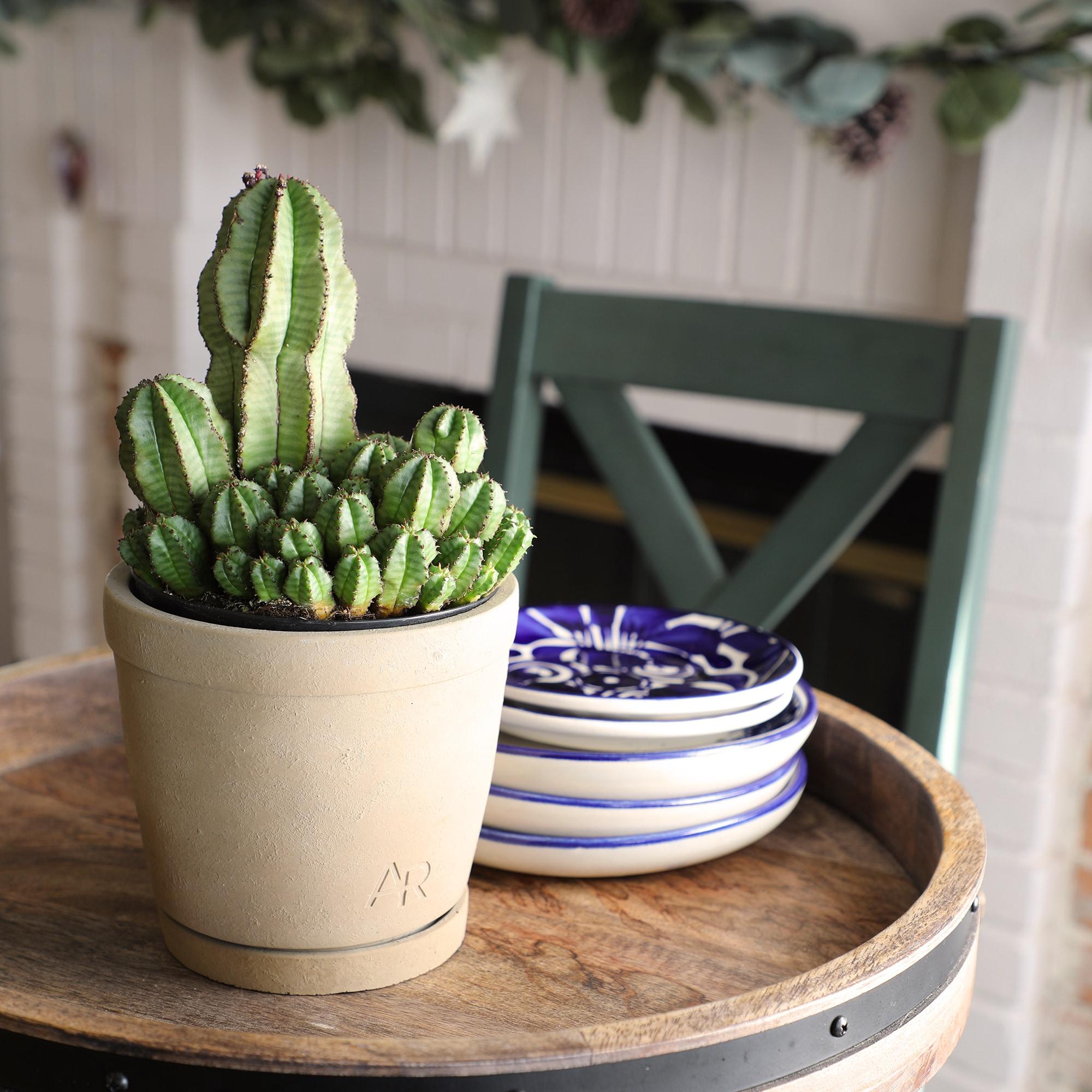 Altman Plants Tanzanian Zipper Plant, Euphorbia Cactus | 6in Décor Pot, Filtered Sun, Exotic Plant