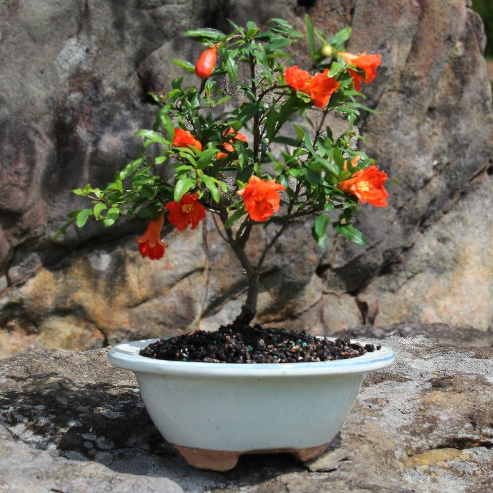 Brussel's Bonsai -in Orange Feature Dwarf Pomegranate In pot (with soil)