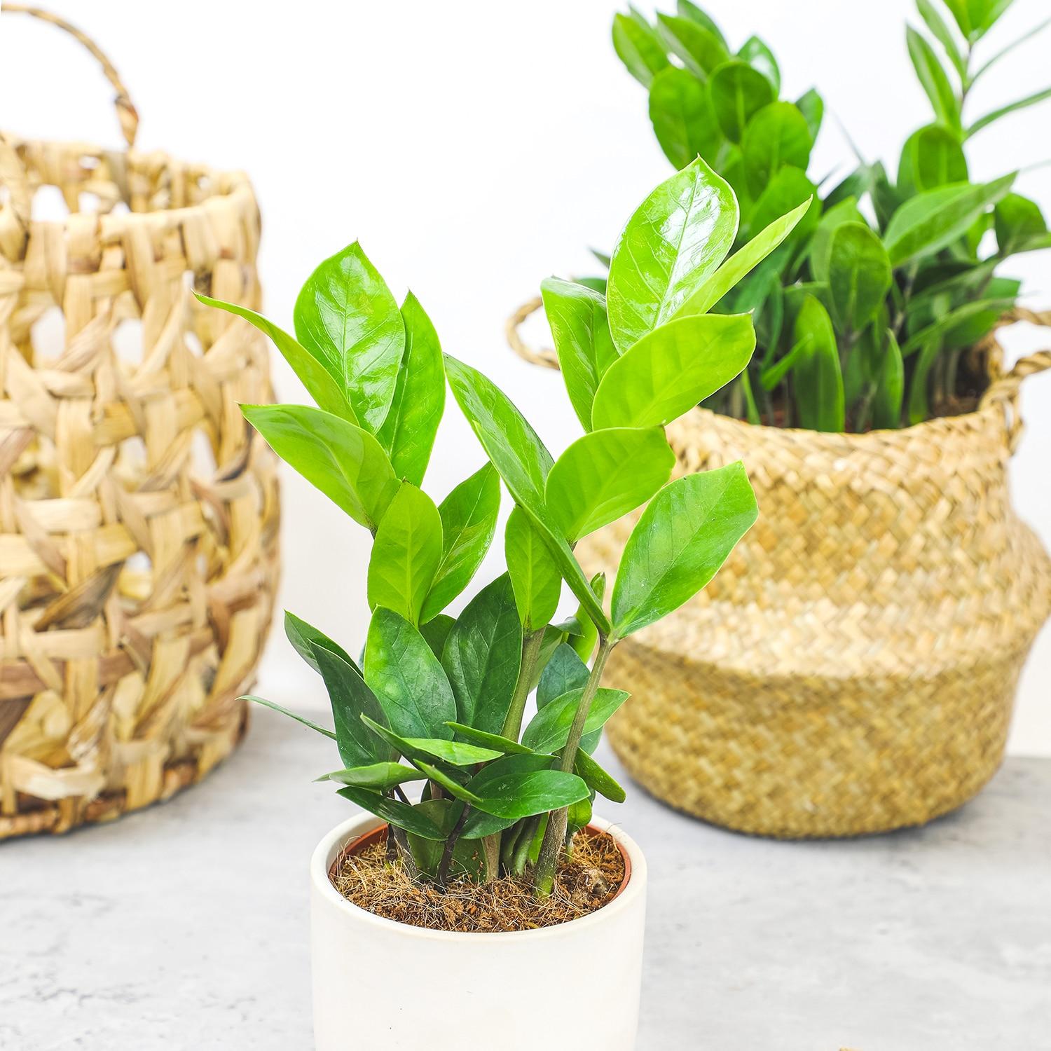 3.5in ZZ Plant in Plastic Nursery Pot
