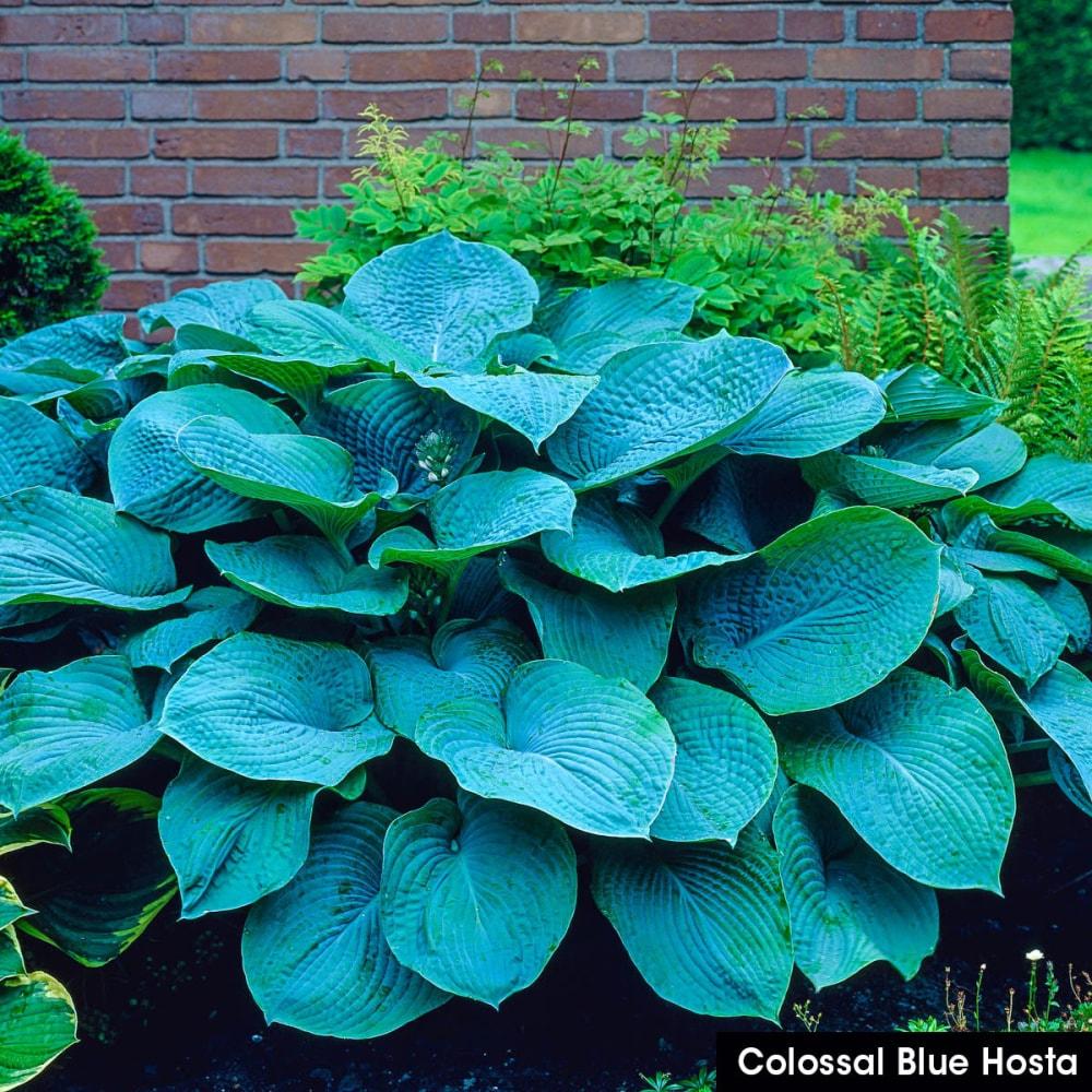 Colossal Blue Hosta Dormant Bare Root Shade Loving Perennial Plant, 1-Pack