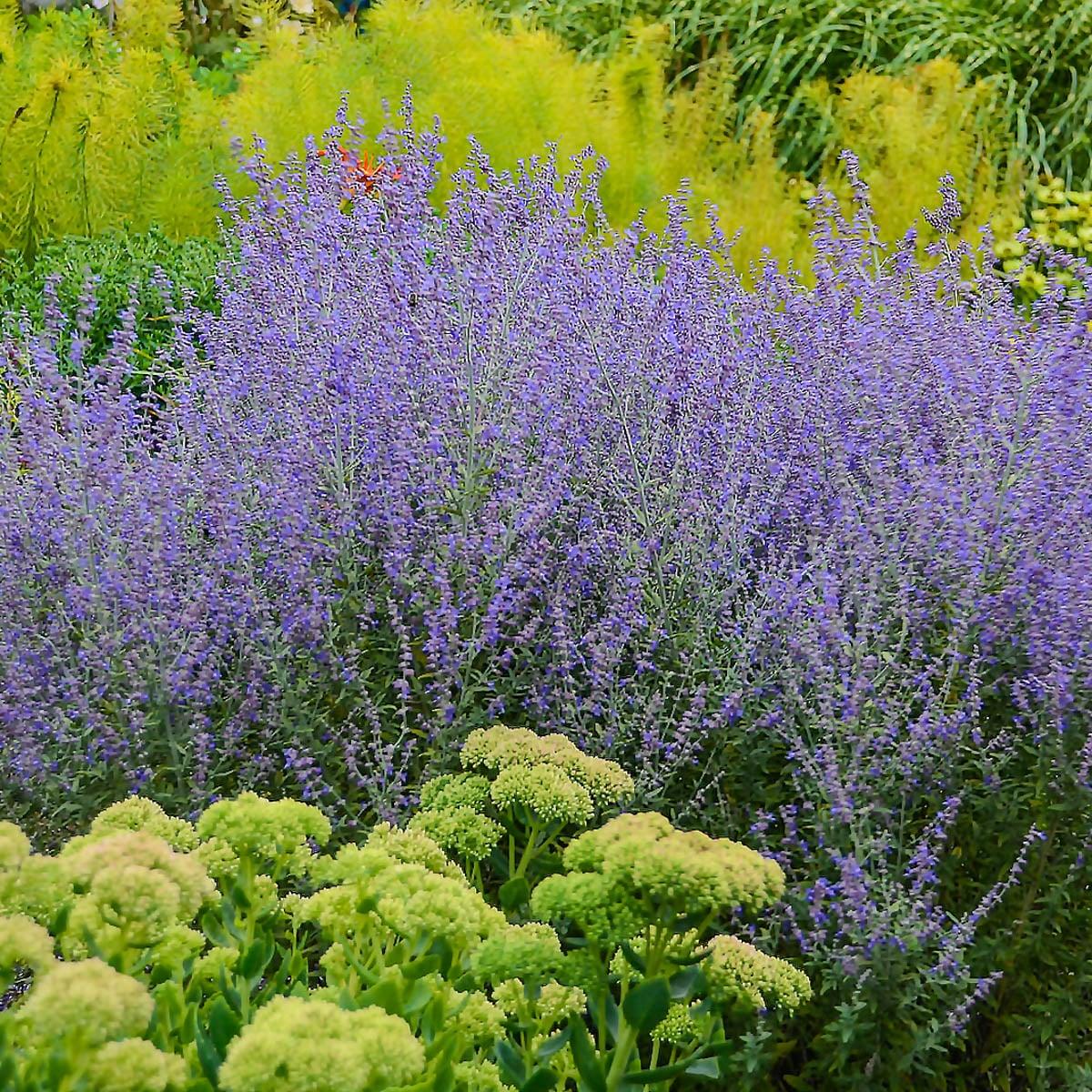 Blue Jean Baby Russian Sage (Perovskia) Dormant Bare Root Perennial Plant, 1-Pack