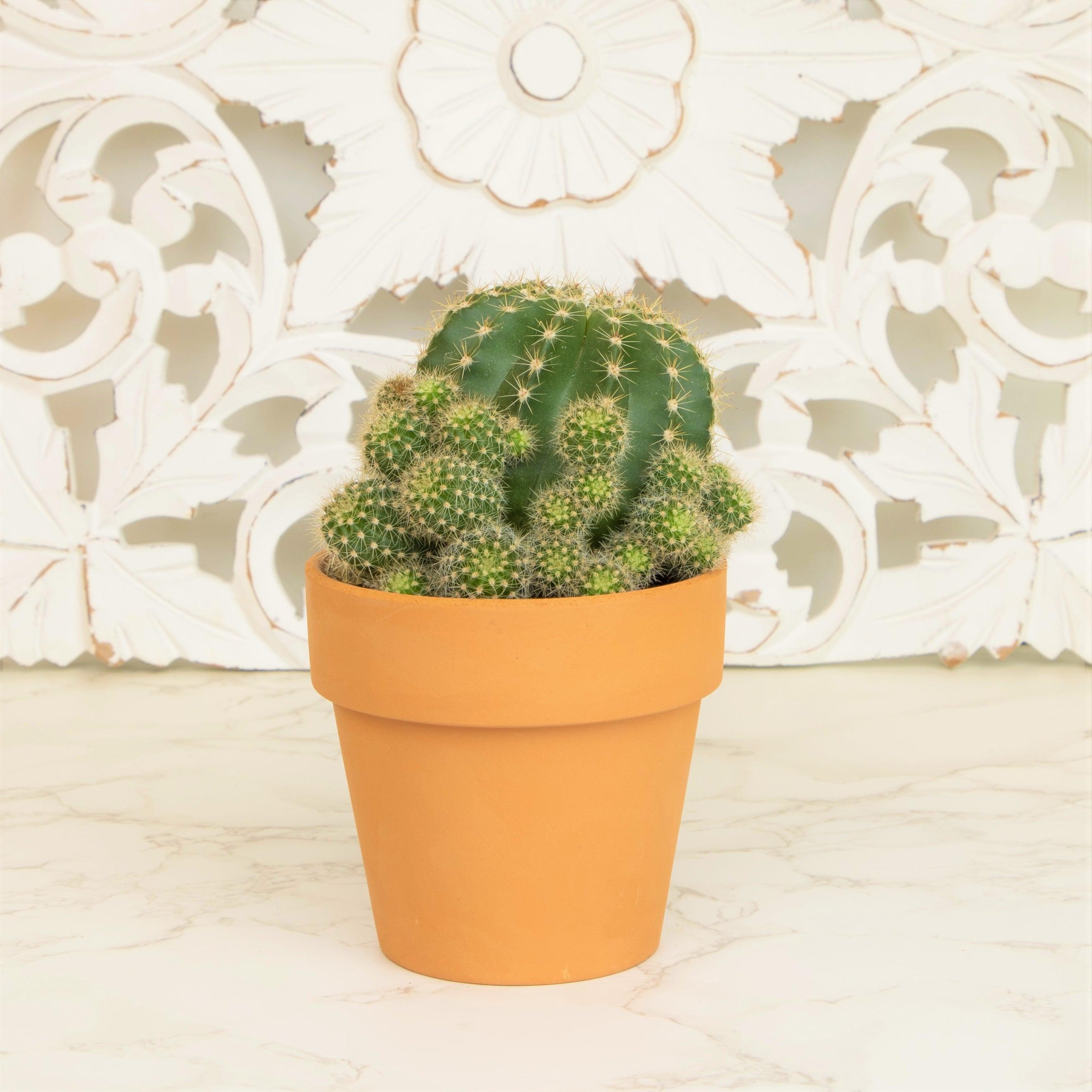 Altman Plants 3.5" Cactus Live Plant with Clay Pot