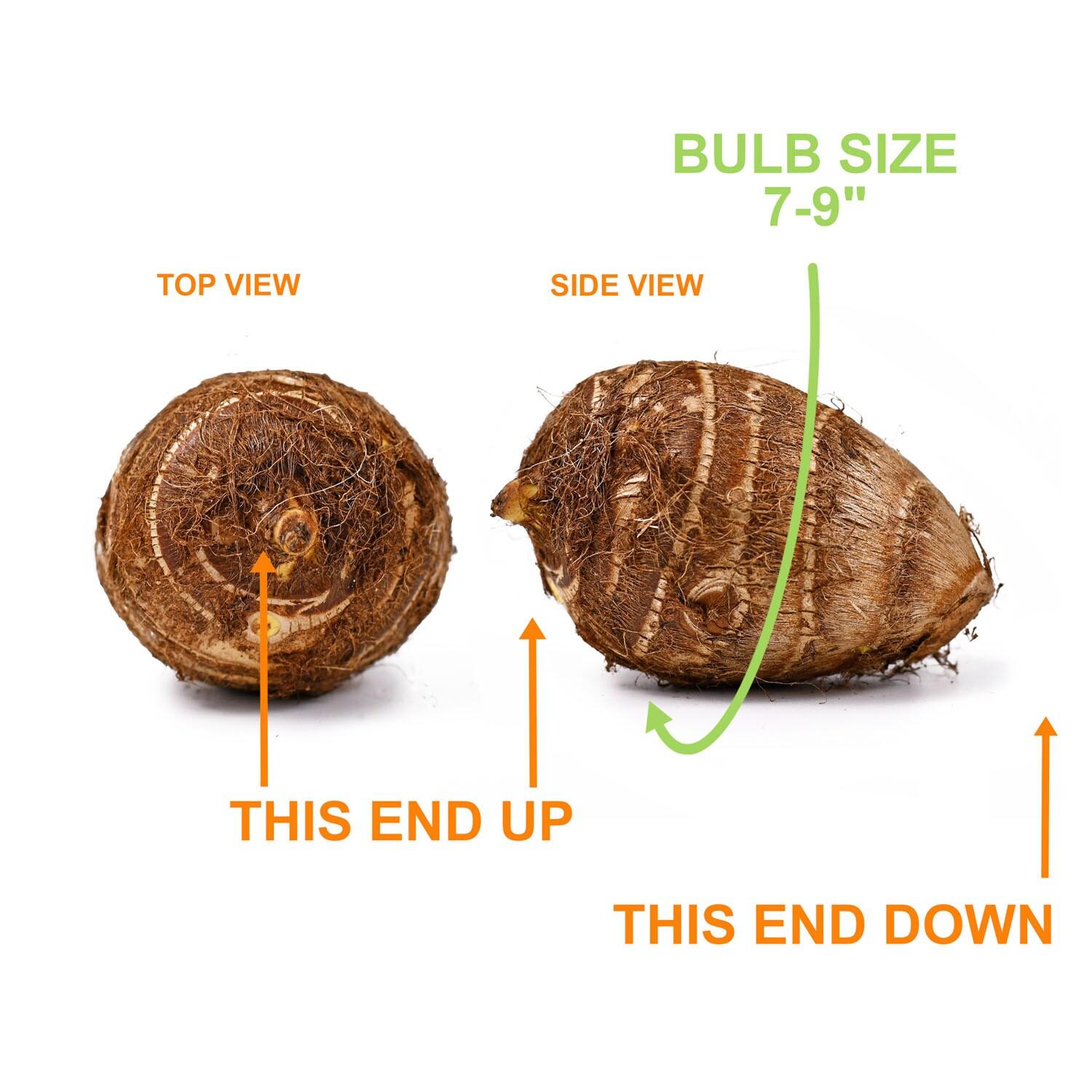 Garden State Bulb Colocasia Madeira Star Elephant Ear Bulbs, Spring Planting (Bag of 1)