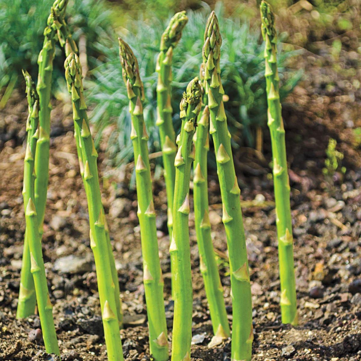 Jersey Giant Asparagus Standard Grade Dormant Bare Root Vegetable Starter Roots (10-Pack)