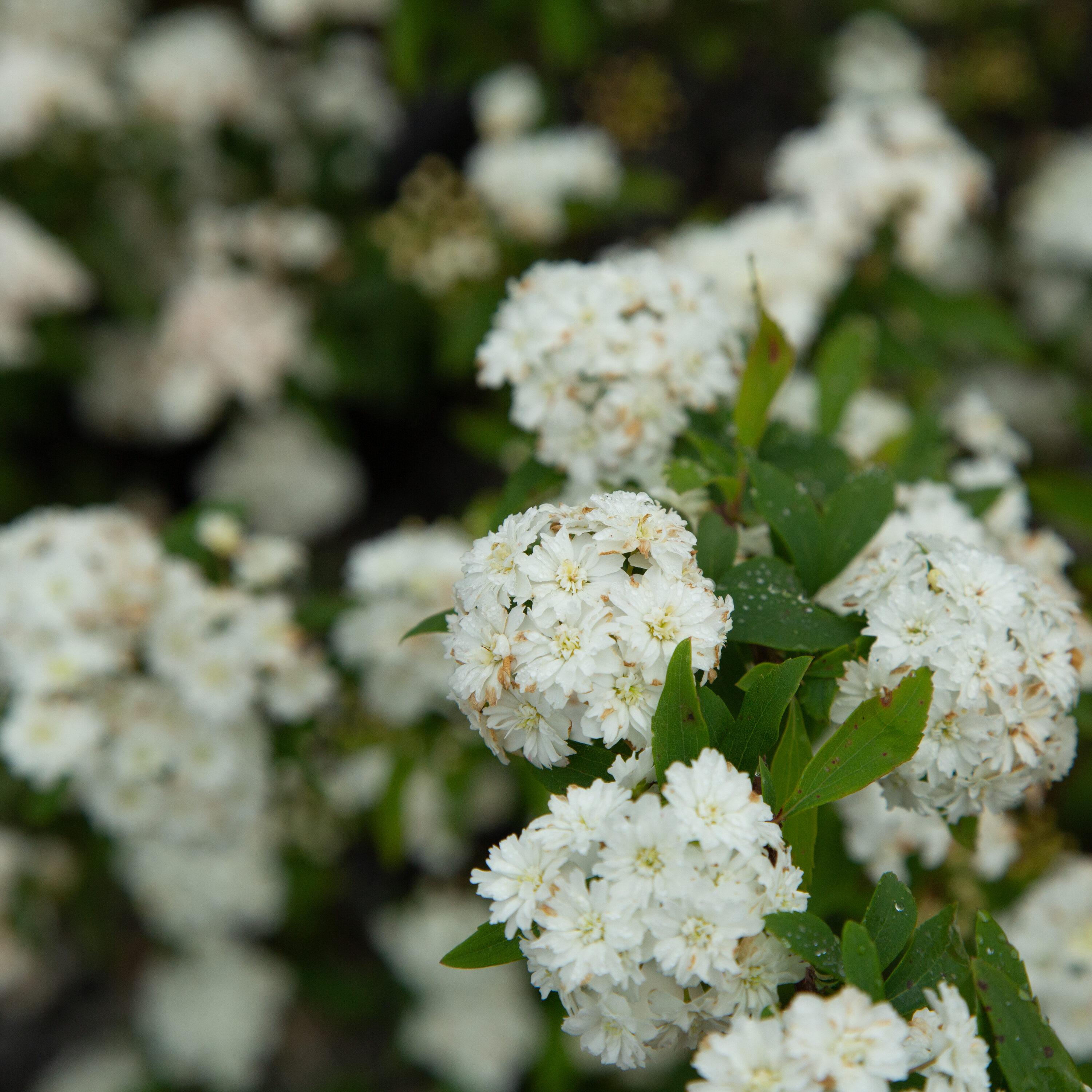 Reeves Bridal Wreath Spirea (2.5 Quart) White Blooming Deciduous Shrub - Full Sun Live Outdoor Plant