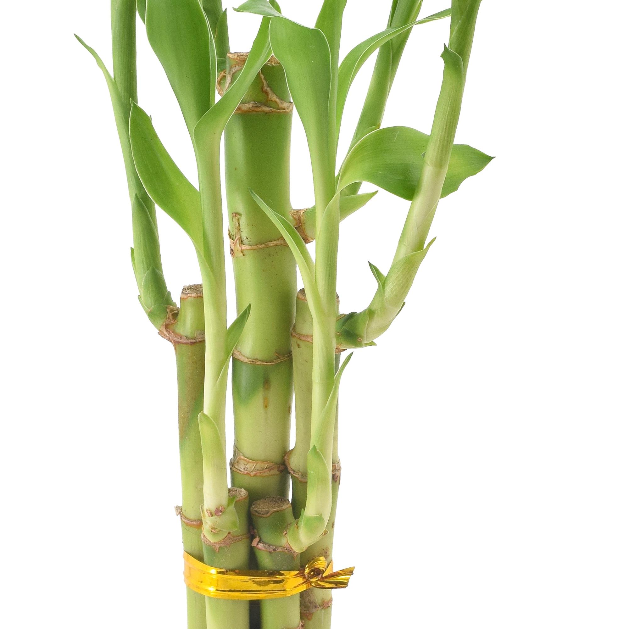 Arcadia Garden Products Live Bamboo Plant in Ceramic Pot