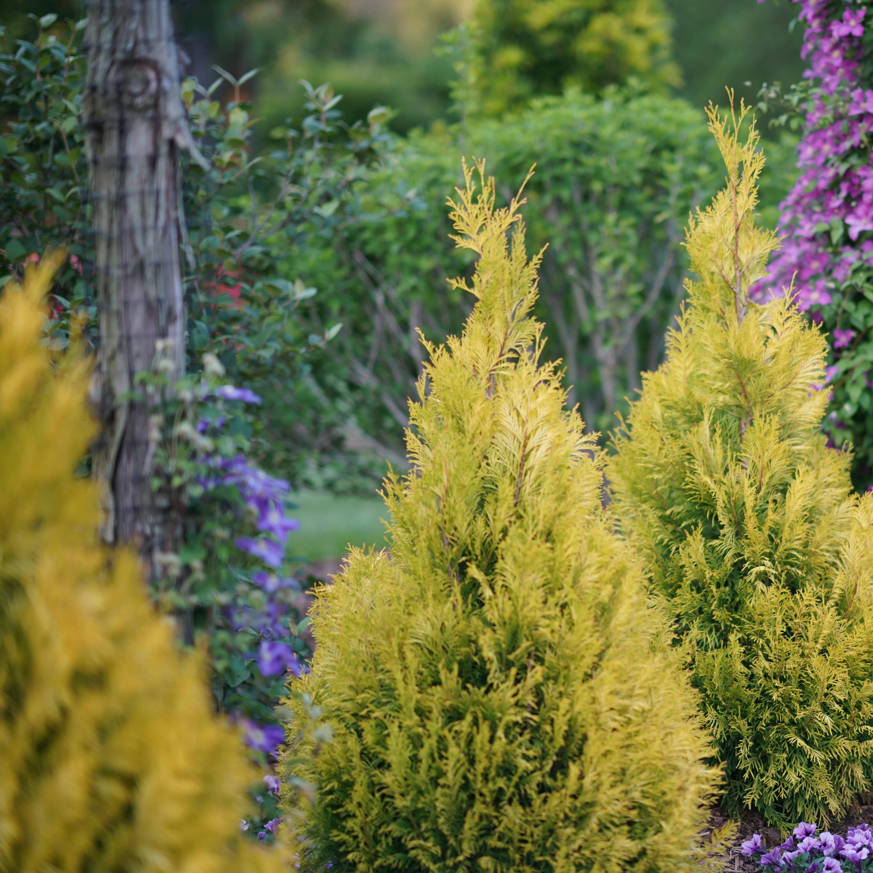 Proven Winners 1 Gallon Fluffy Western Arborvitae (Thuja) Live Evergreen Shrub