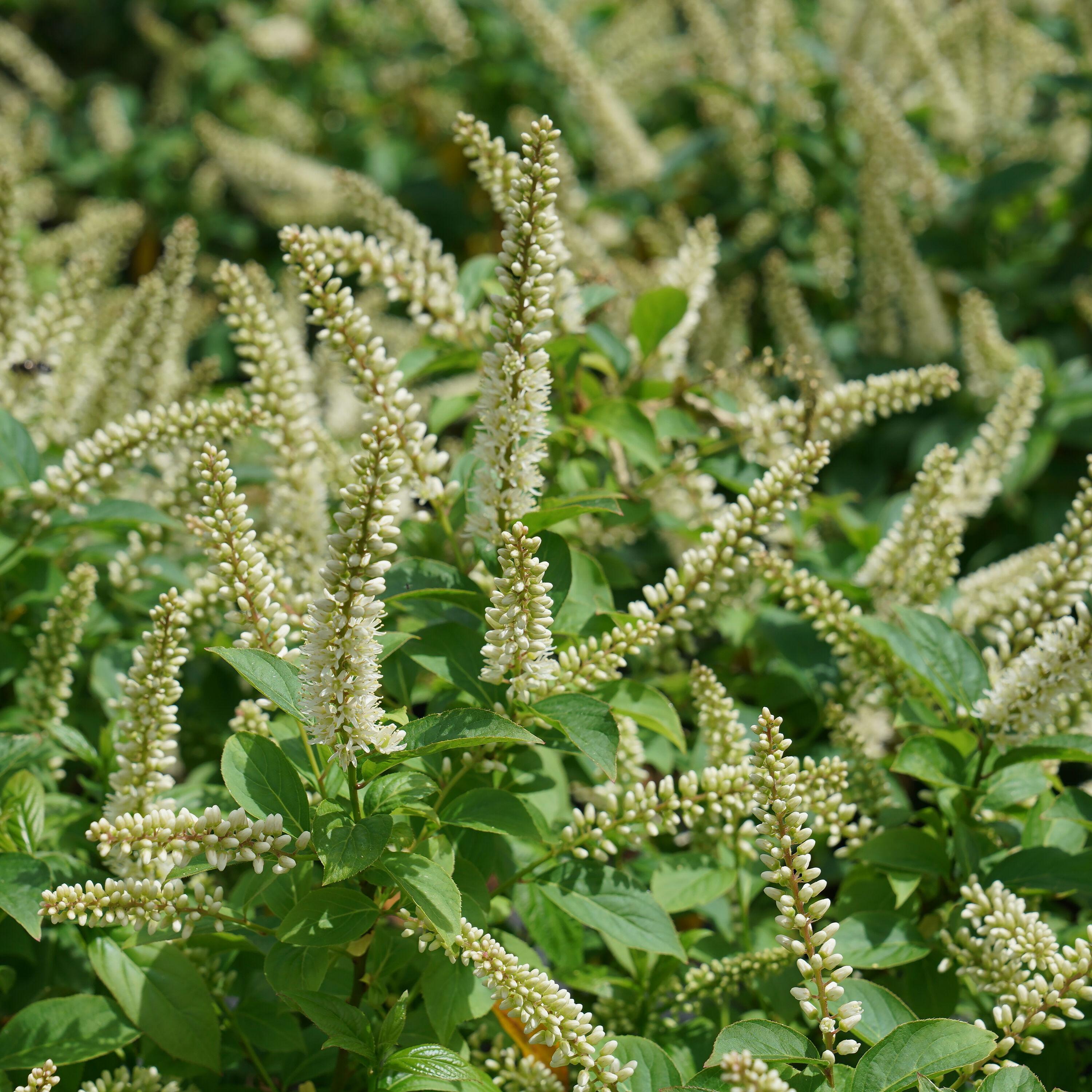 Proven Winners ITEPRC1037800 Fizzy Mizzy Sweetspire Live Plant, 4.5 in. Quart, White Flowers