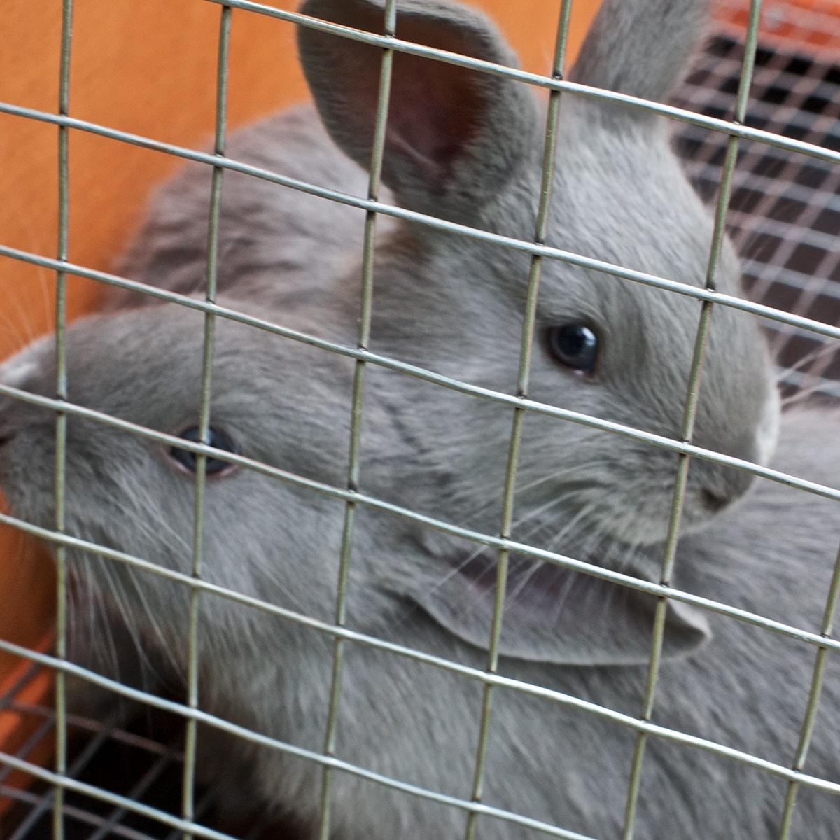 24in x 15ft 1x1in Light Duty Welded Wire