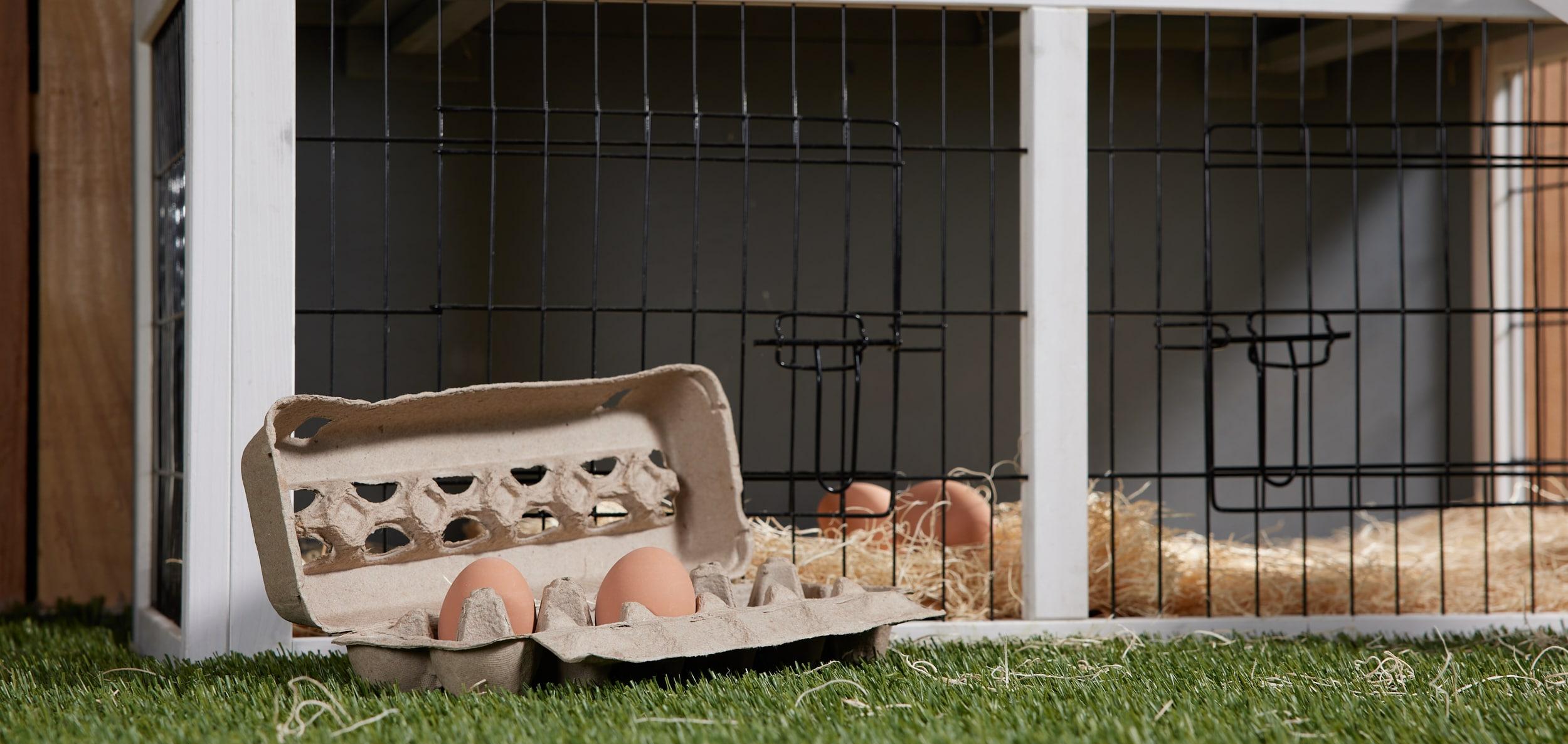 Pecking Order Cardboard Egg Carton 12-pack Dozen Cardboard Egg carton
