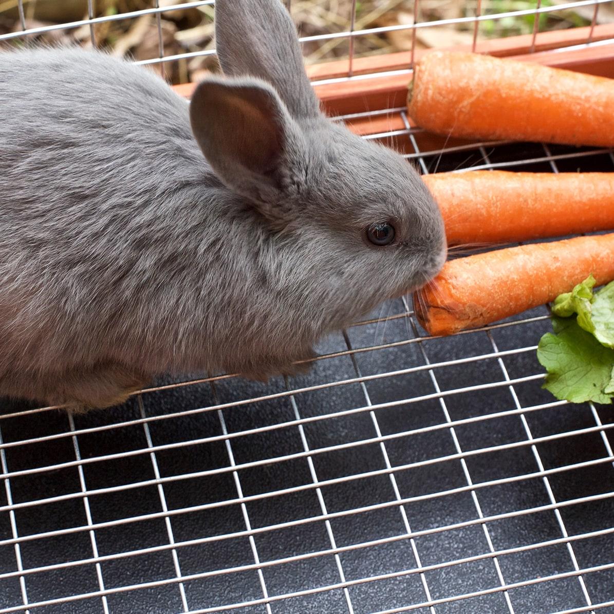 Garden Zone 30 in. W Gray Steel Wire Cage