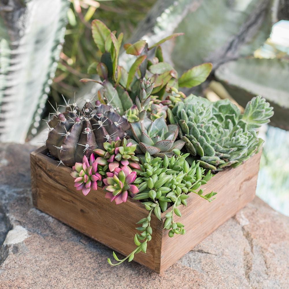 Element by Altman Plants 6" Senecio Radicans Bananas Live Hanging Succulent Basket