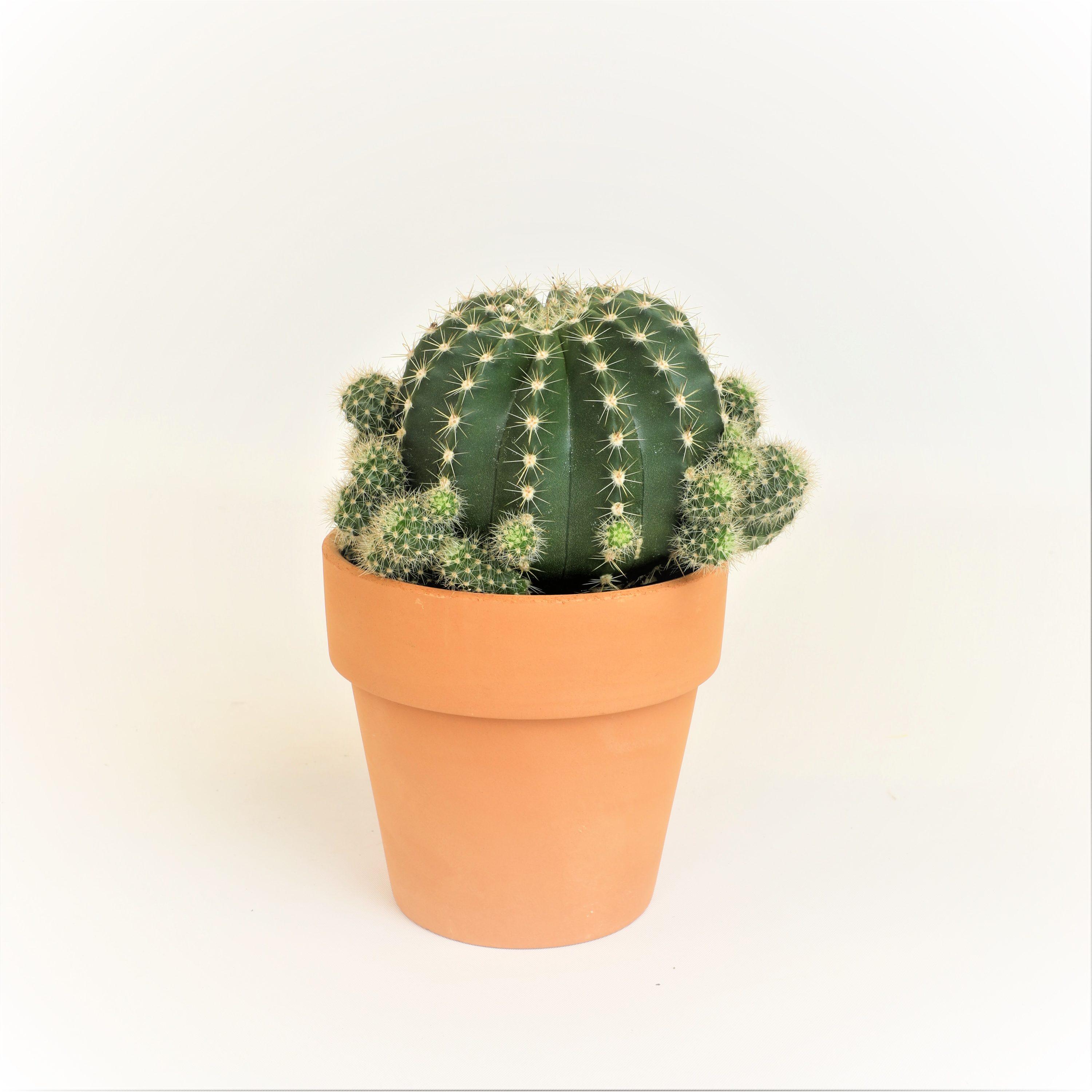 Altman Plants 3.5" Cactus Live Plant with Clay Pot