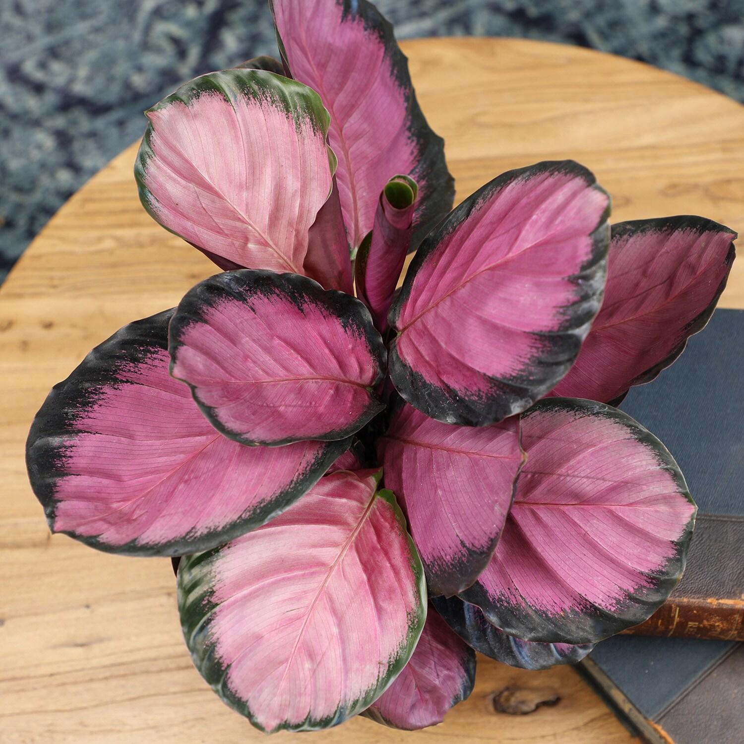Purple Rose, Calathea Roseopicta | 6in Pot | Live Houseplant, Partial Sun | Element by Altman Plants