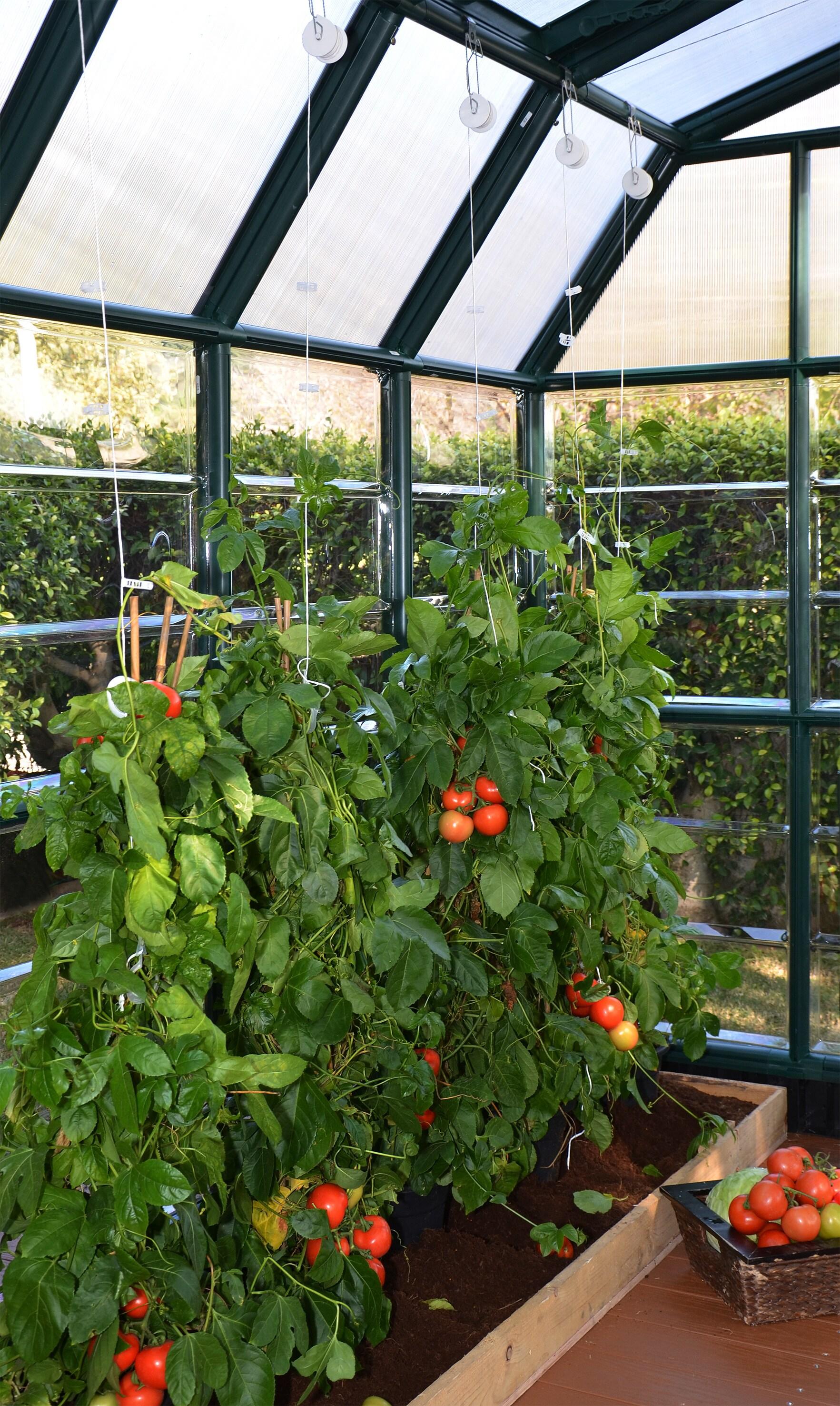 Canopia Palram - Canopia Greenhouse Trellising Kit