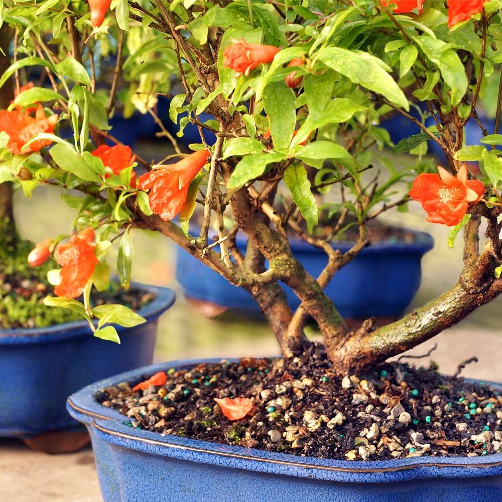 Brussel's Bonsai -in Orange Feature Dwarf Pomegranate In pot (with soil)