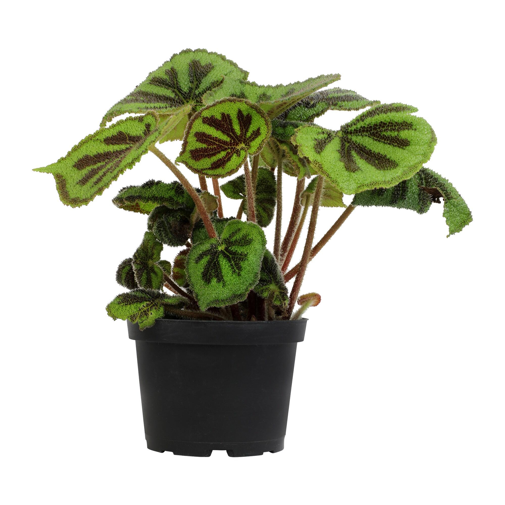 'Rock' Begonia Iron Cross Houseplant | 6in. Pot; Filtered Sun | Element Exotics by Altman Plants