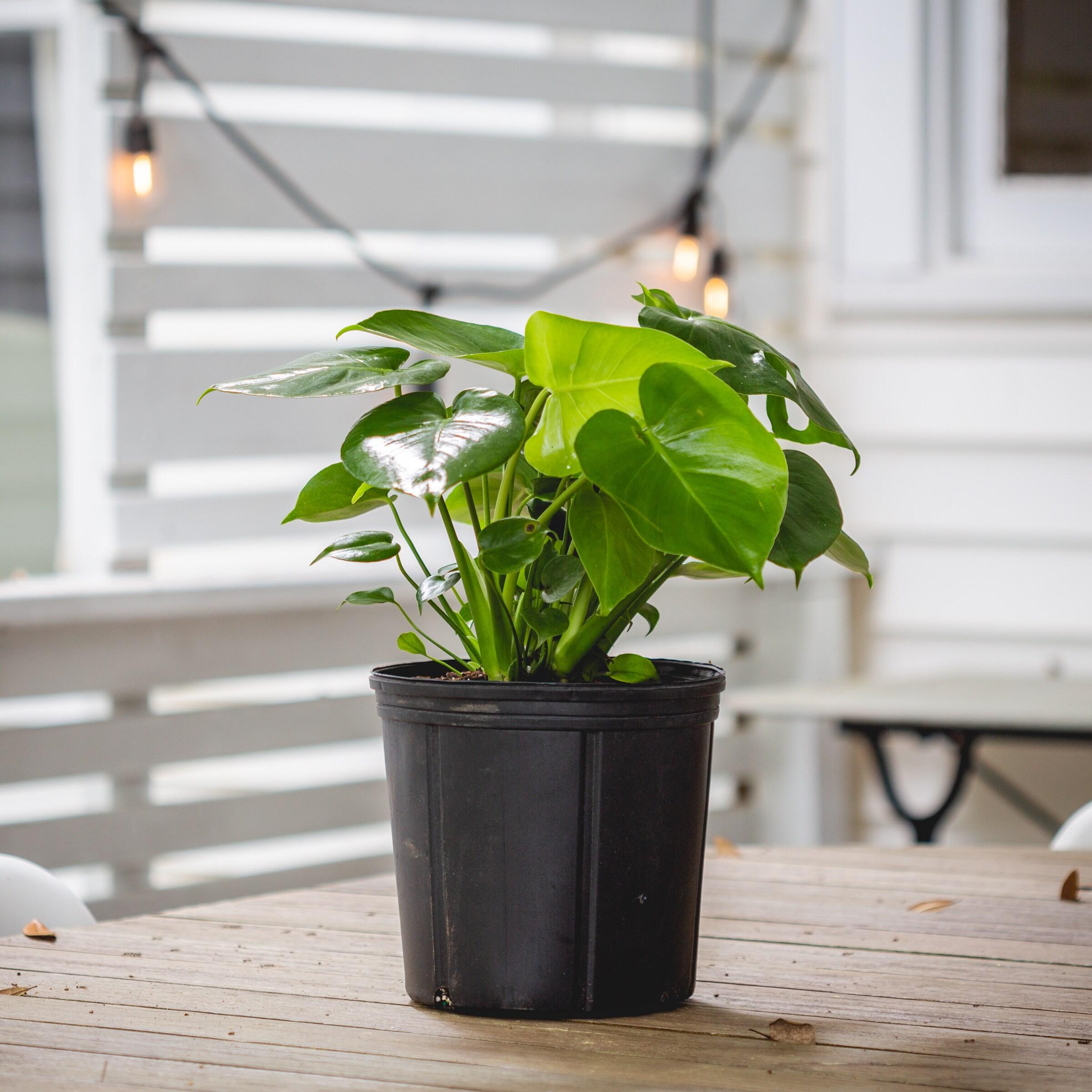 10" Monstera Swiss Cheese Plant - National Plant Network
