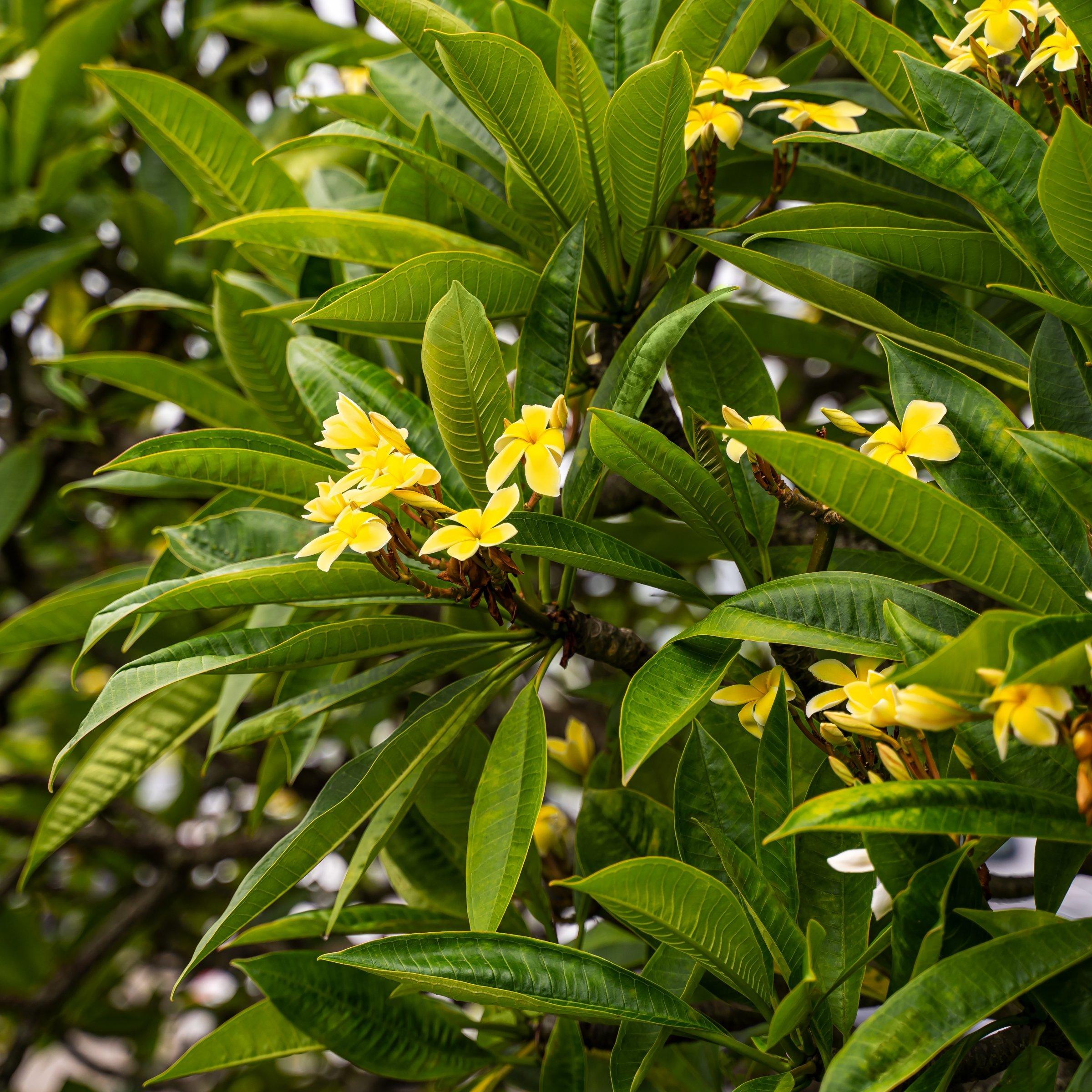 Yellow Gold Plumeria Flowering Bush in Green Planter