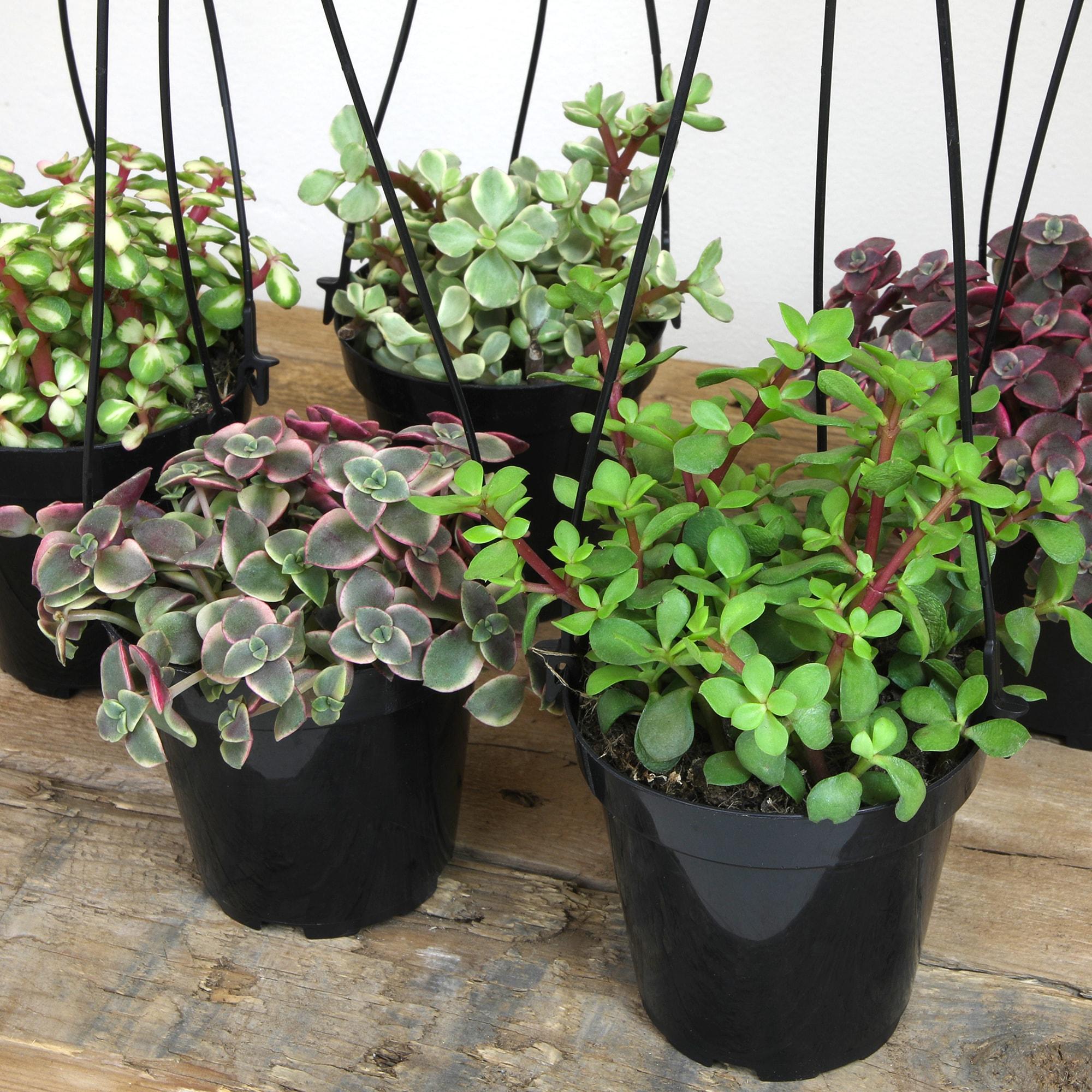 Altman Plants Hanging Succulents Baskets (3-pack) Fun Easy Plants in 3.5 in. Hanging Pots