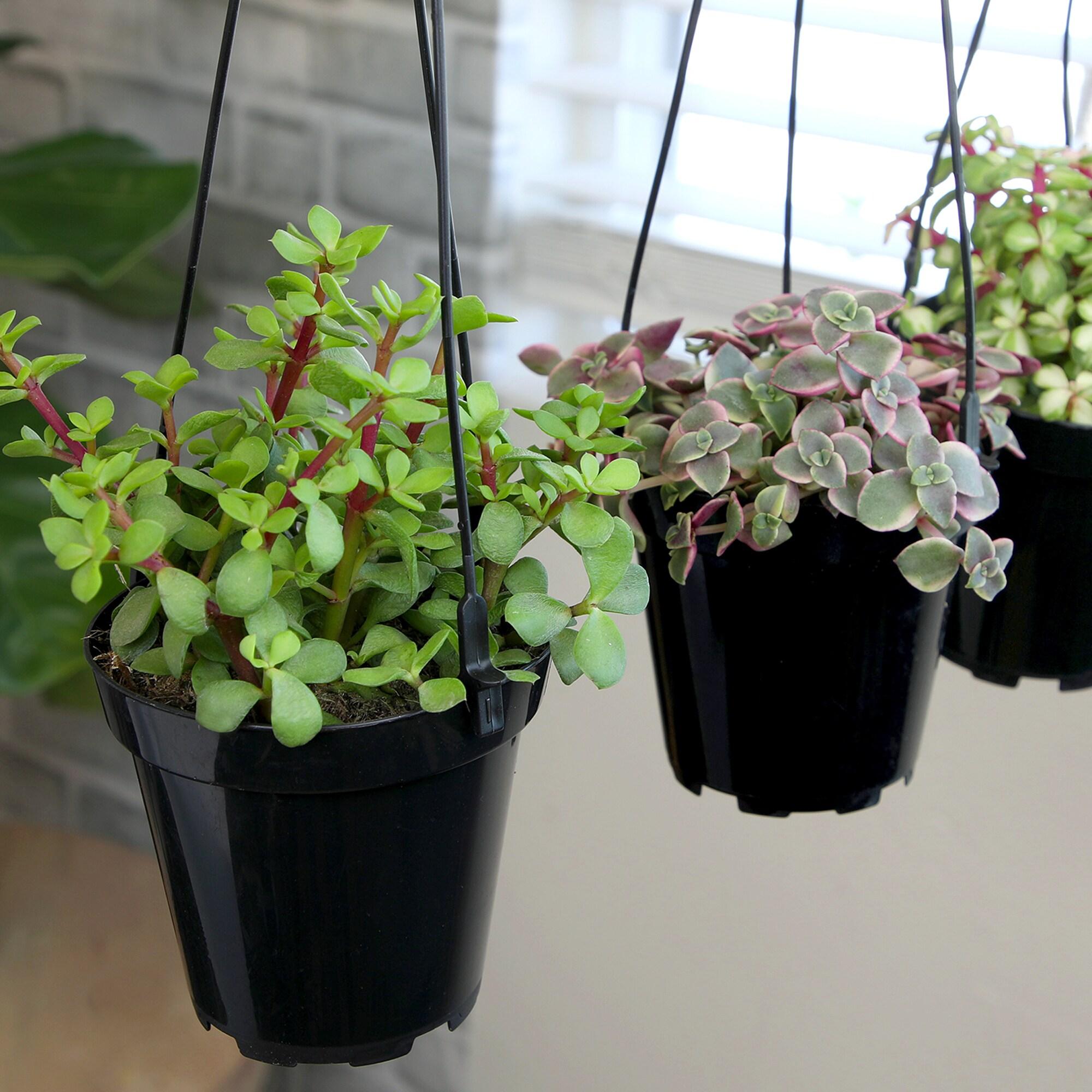 Altman Plants Hanging Succulents Baskets (3-pack) Fun Easy Plants in 3.5 in. Hanging Pots