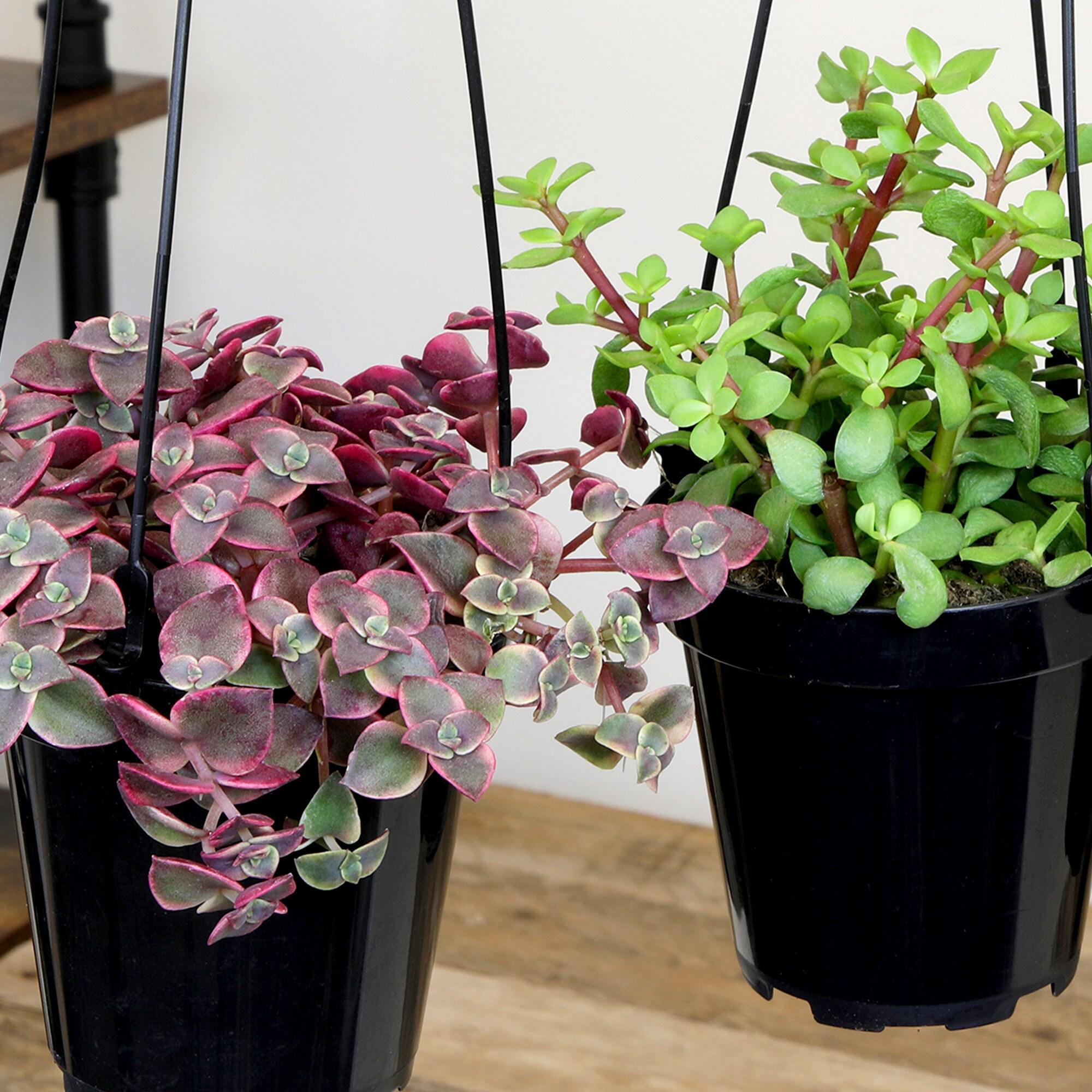 Altman Plants Hanging Succulents Baskets (3-pack) Fun Easy Plants in 3.5 in. Hanging Pots