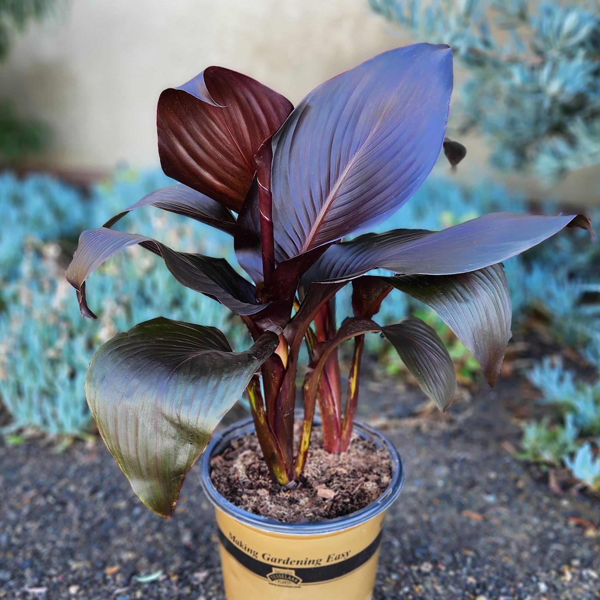 Altman Plants Black Tropicanna Canna Lily | Flowering Perennial Plant | 4qt. Grow Pot; Full Sun