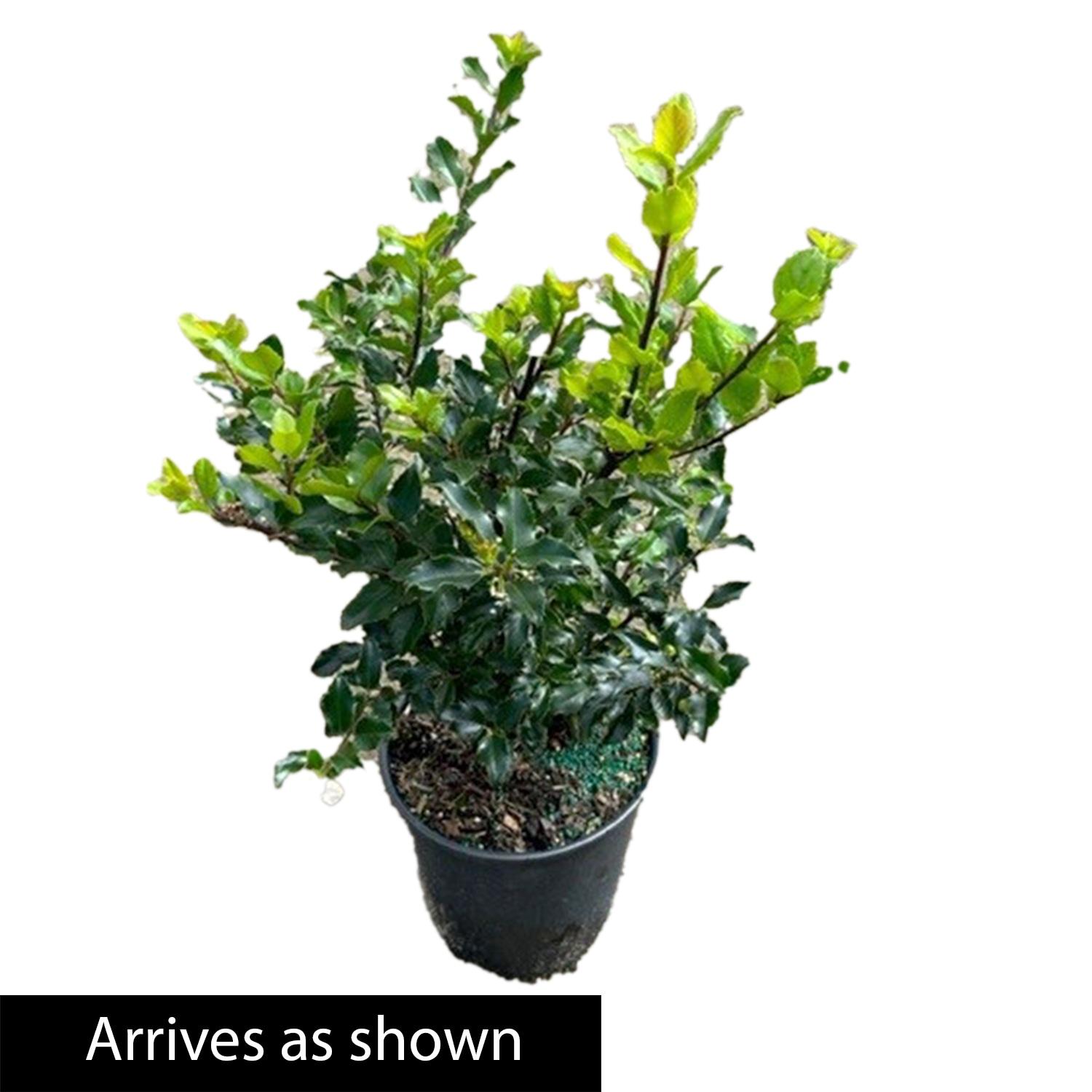 Blue Prince Holly Bush Potted Broadleaf Evergreen Shrub, in a 2.25 Gal. Pot