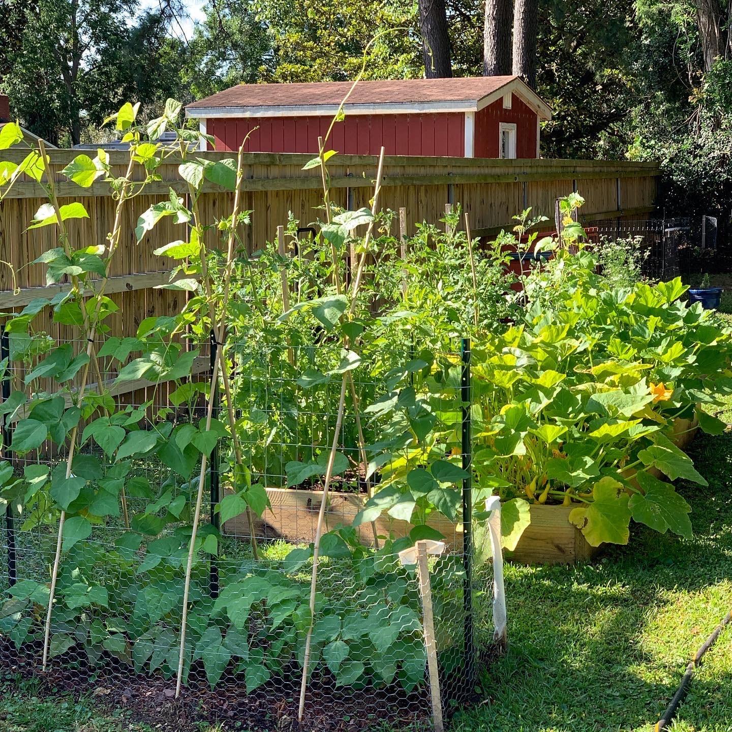 Garden Zone 50 ft. X 48 in. Galvanized Steel Poultry Netting