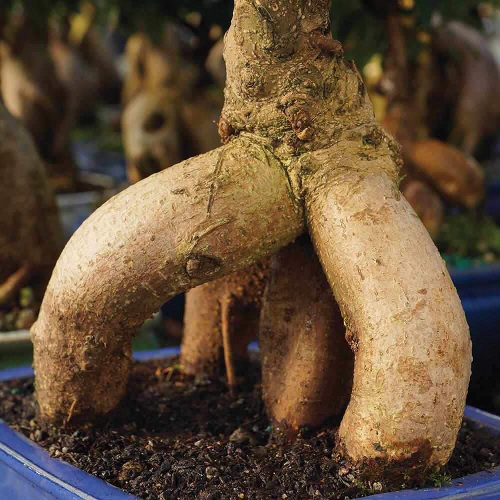 Brussel's Bonsai 12" Ginseng Grafted Ficus Live Plants in 6" Grower Pots (2 Count)
