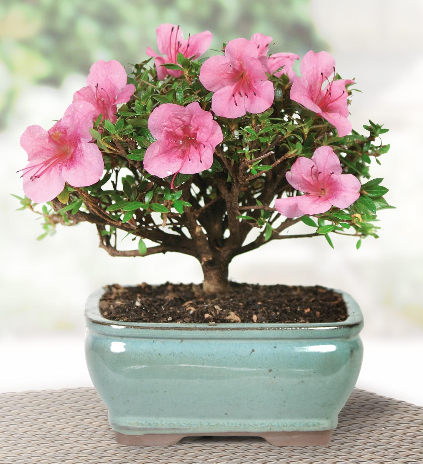 BINLIS Brussel's Satsuki Azalea Azalea Bonsai Live Tree