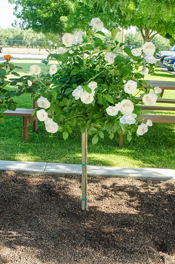 Gurney's 24" Iceberg Dormant Bare Root Tree Live Plants