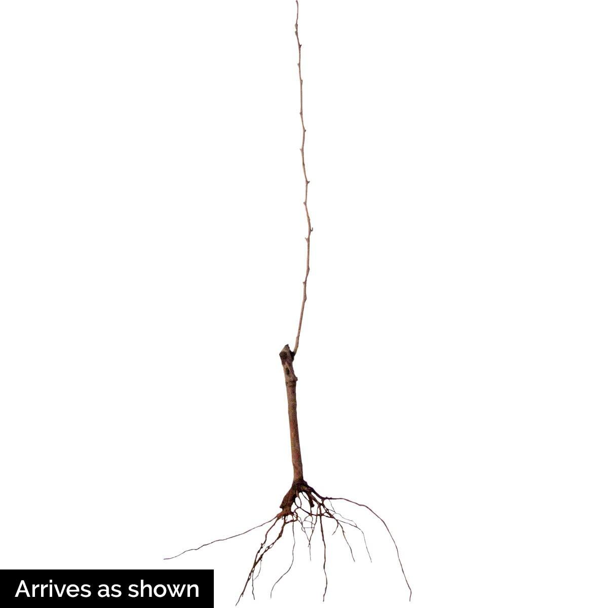 Olympic Giant Asian Pear Standard Dormant Bare Root Starter Fruit Tree (1-Pack)