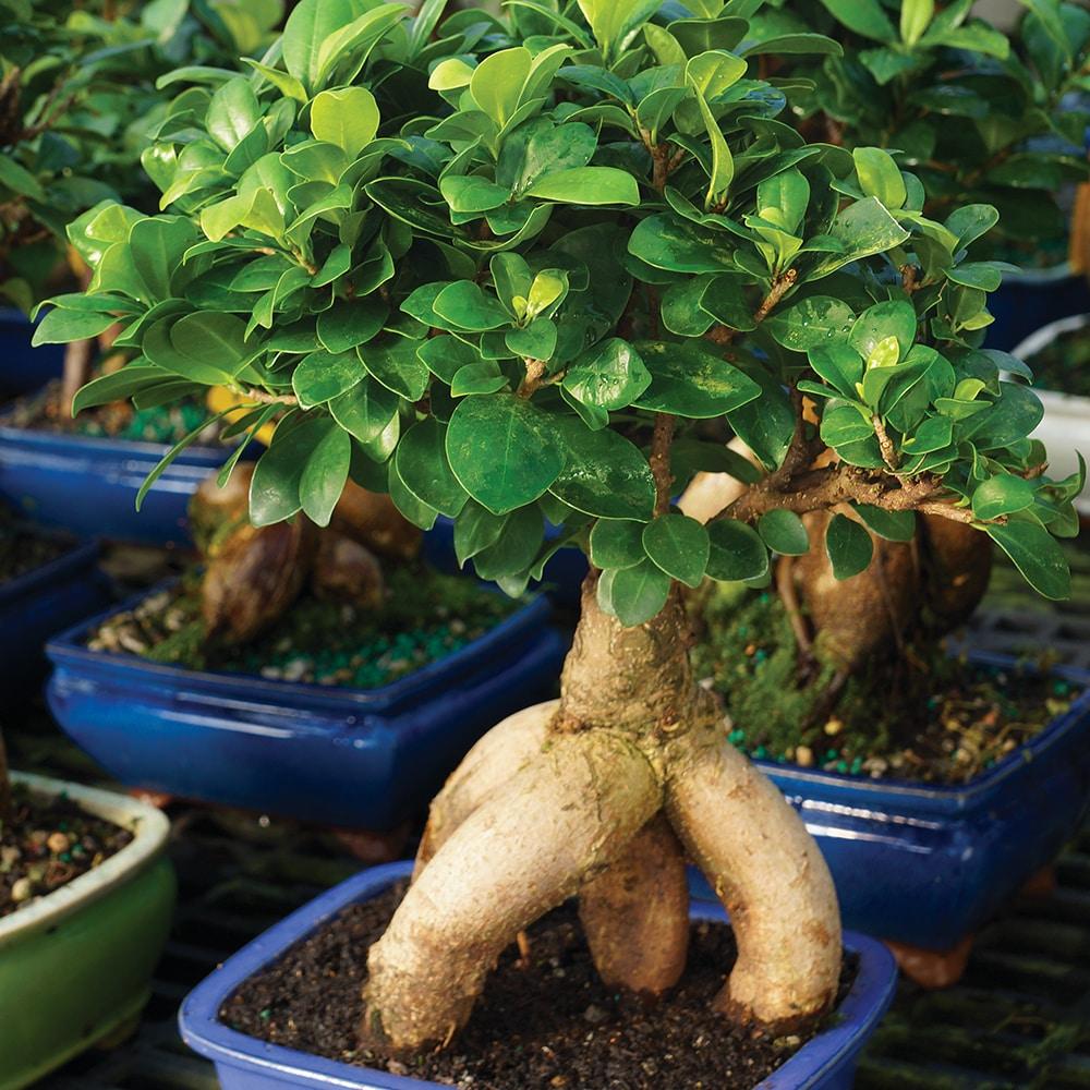 Brussel's Bonsai 12" Ginseng Grafted Ficus Live Plants in 6" Grower Pots (2 Count)