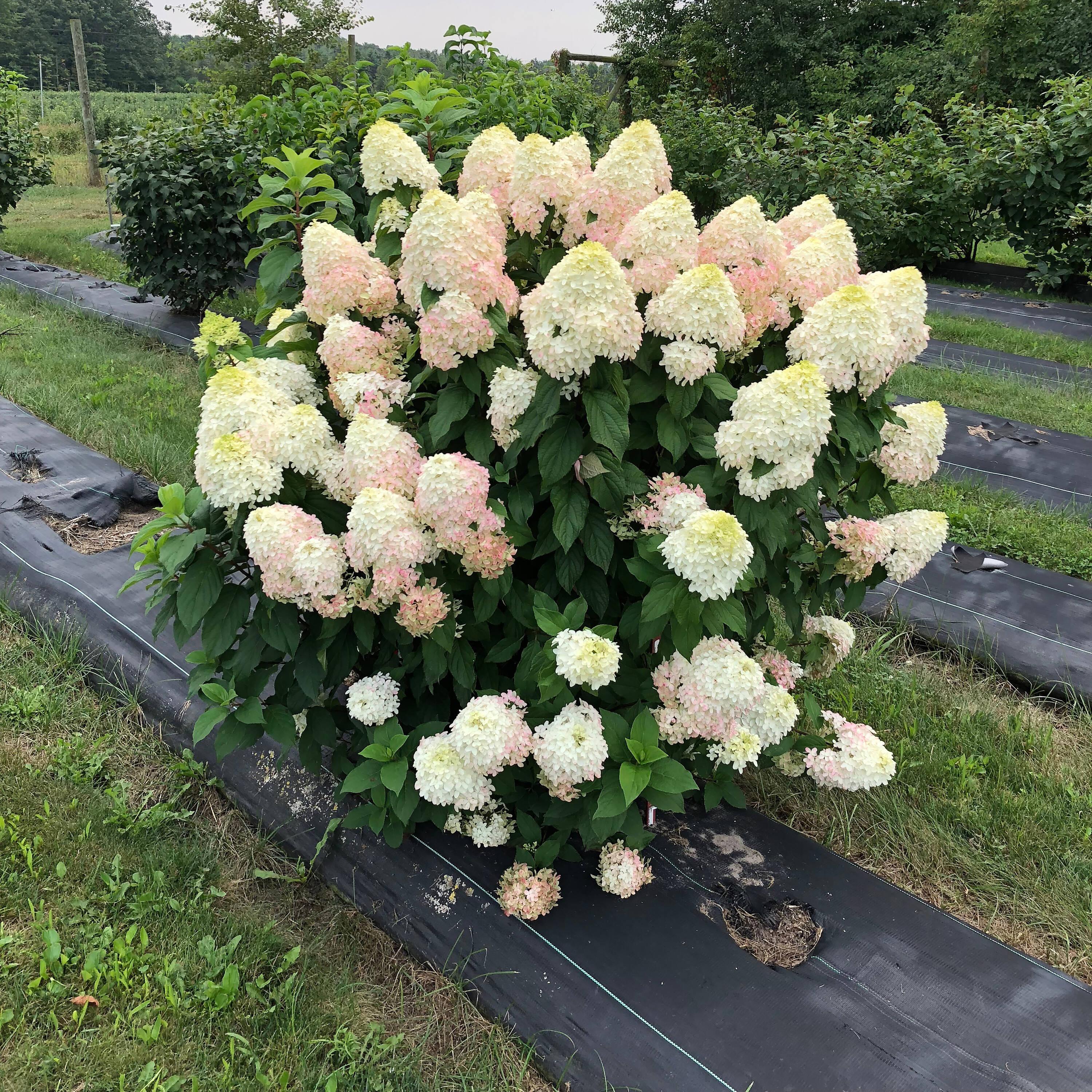 1 Gallon Multicolor Hydrangea with Large Blooms