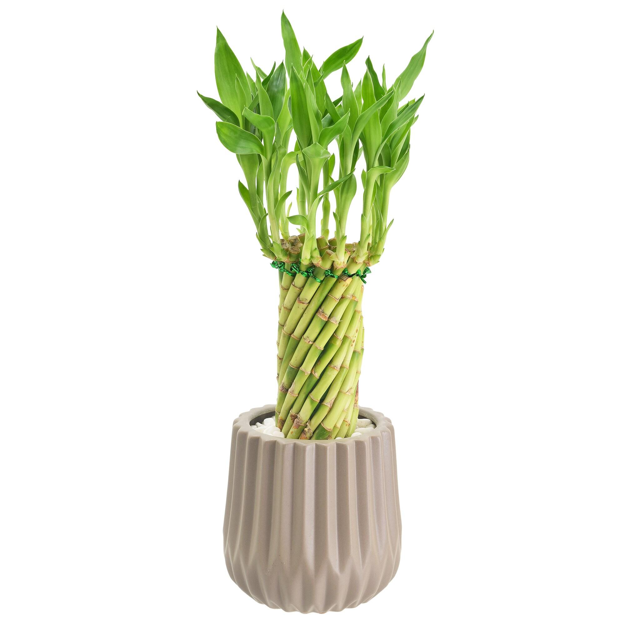 Arcadia Garden Products Live Bamboo Plant in Ceramic Planter