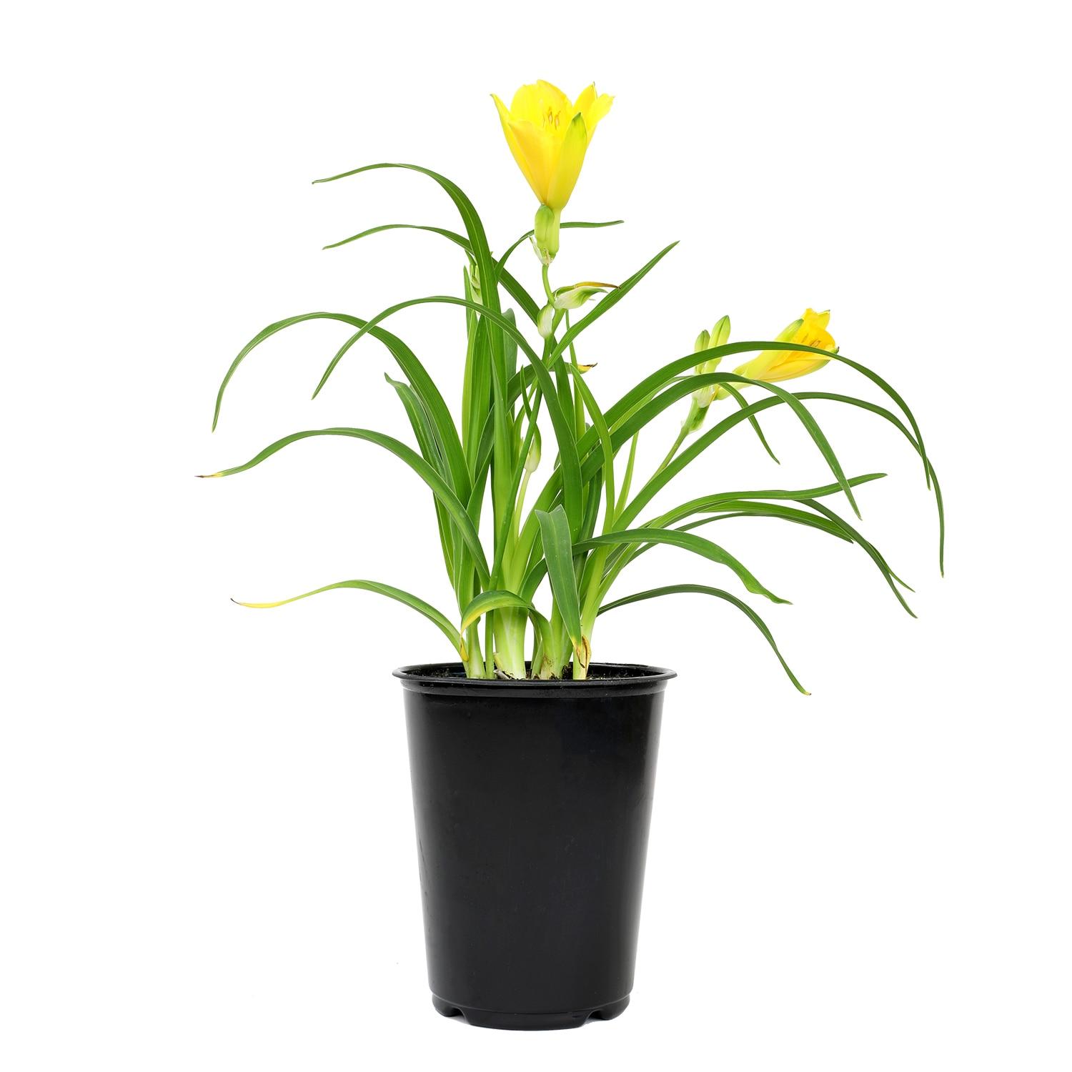 Altman Plants 1QT Assorted Daylily Live Plants (4 Pack) with Grower Pots