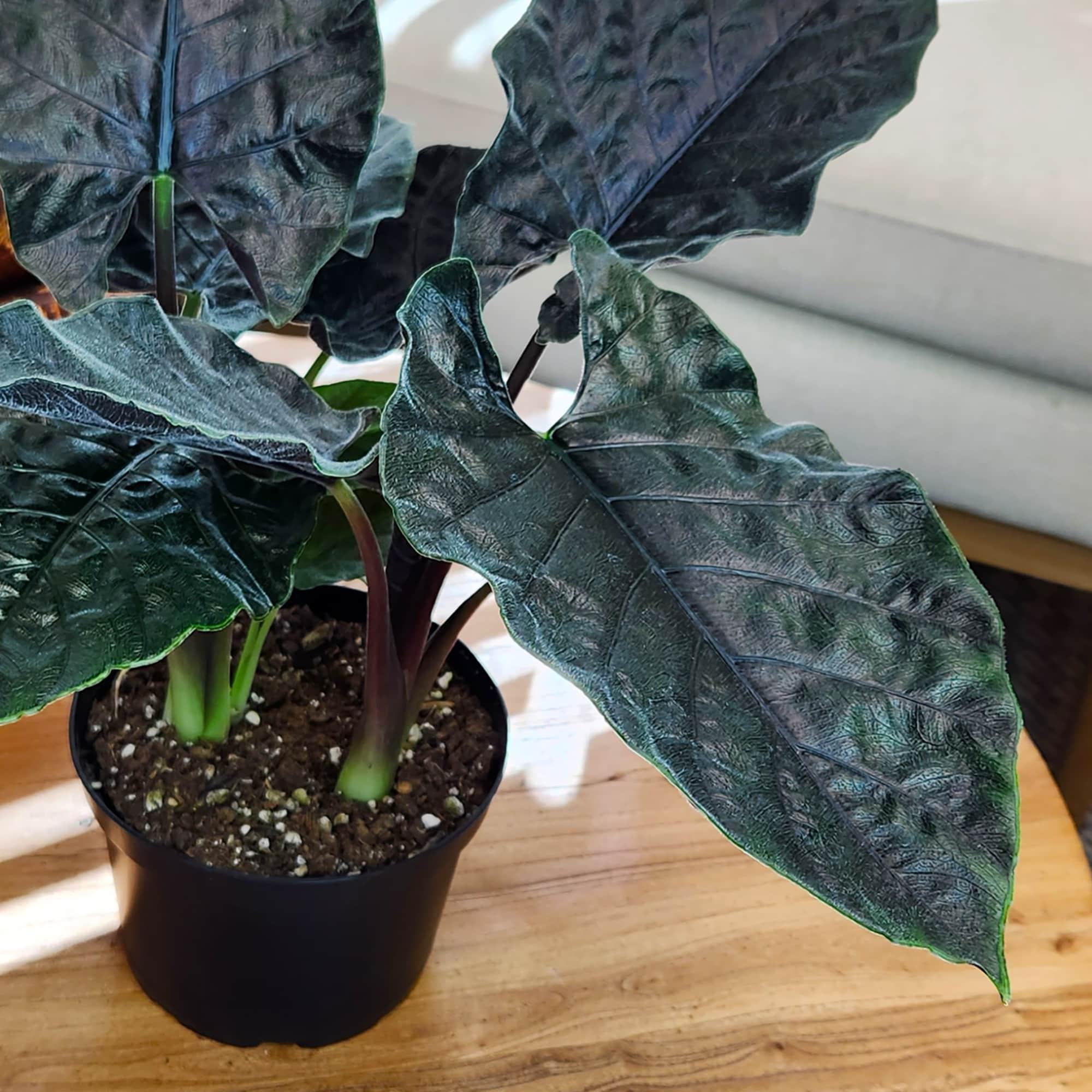 Alocasia de Terciopelo Antoro, Planta de Interior Poco Común 6 Pulgadas. Maceta de Cultivo; Sol Indirecto Element por Plantas Altman
