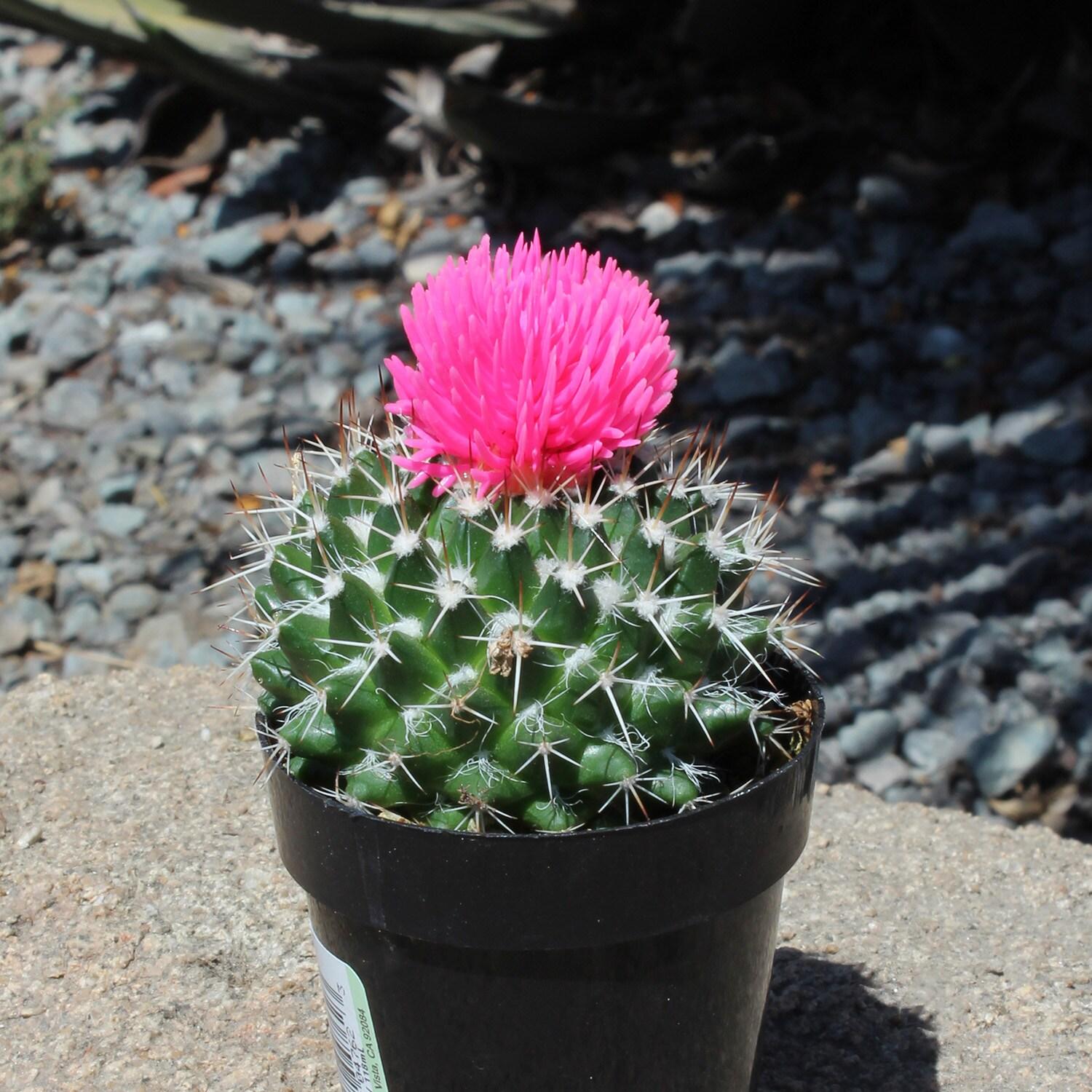 Altman Plants 3.5" Cactus Live Plant with Clay Pot