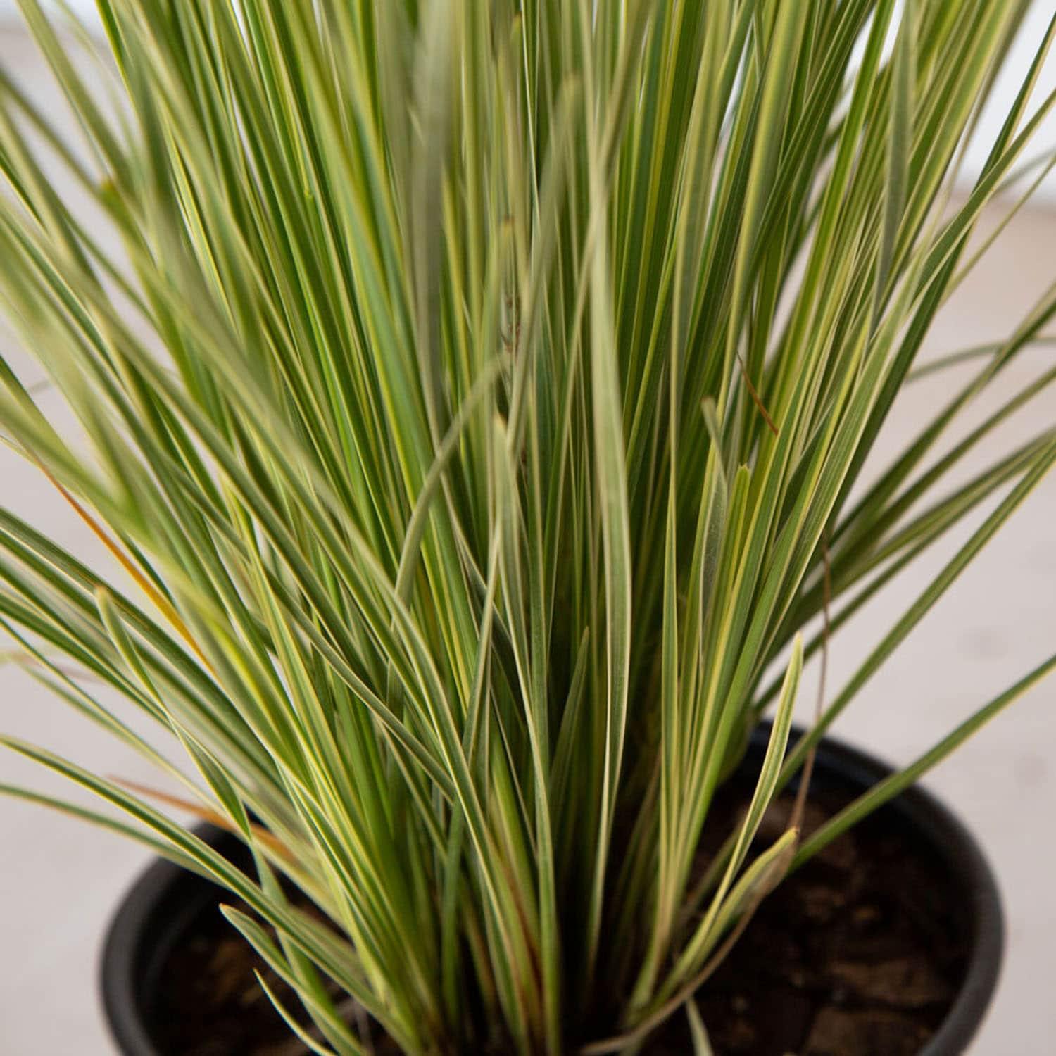 Southern Living Platinum Beauty Lomandra 'Mat Rush' Live Shrub in 2.5-Quart Grower Pot